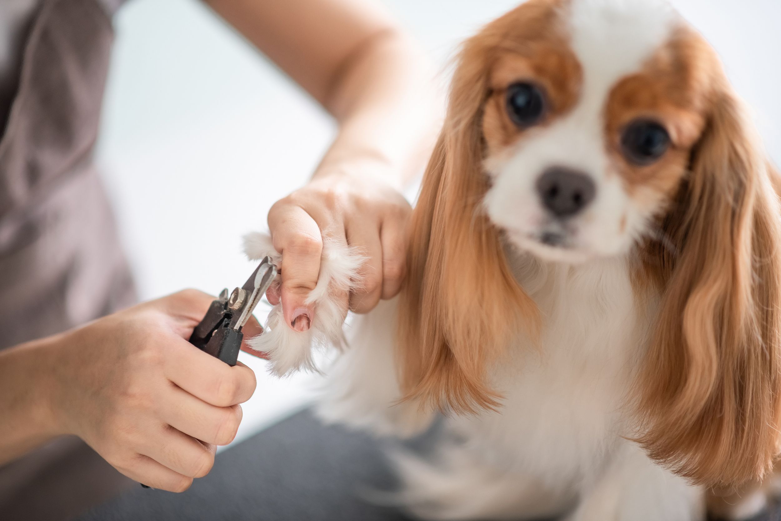 female dog groomer grooming a Cavalier King Charles Spaniel dog