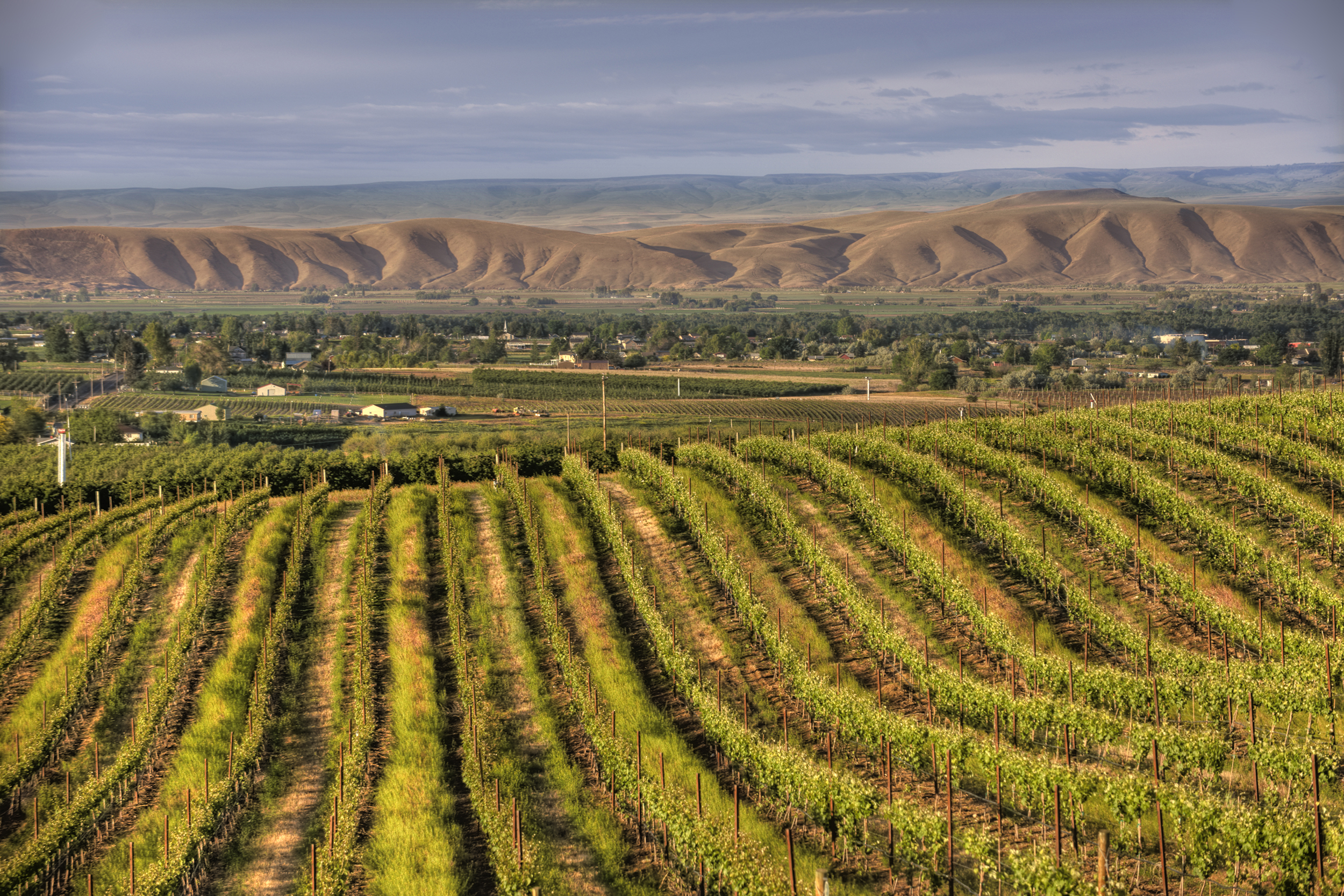 Expansive vineyard, Yakima, Washington, vineyard in the foreground, homes in the middle with sand mountains in the background, during late afternoon, endless mountains and sky