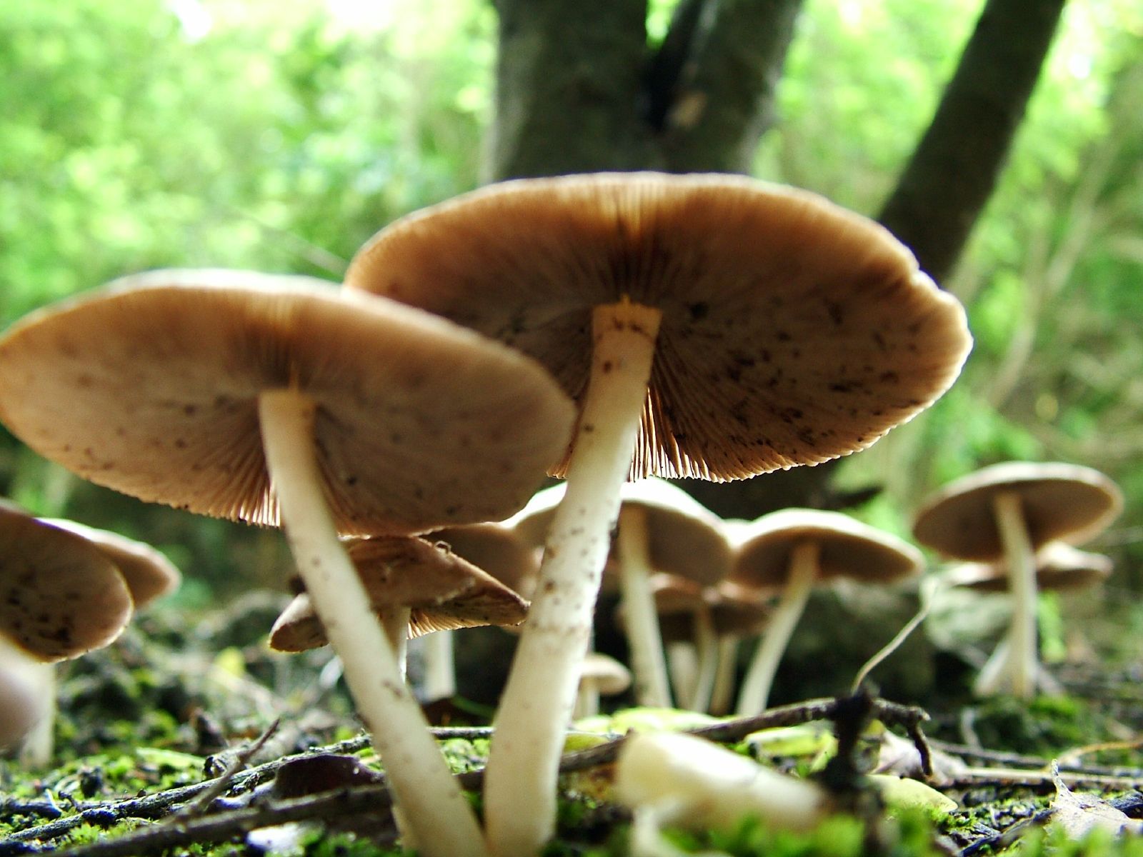 Giant mushrooms