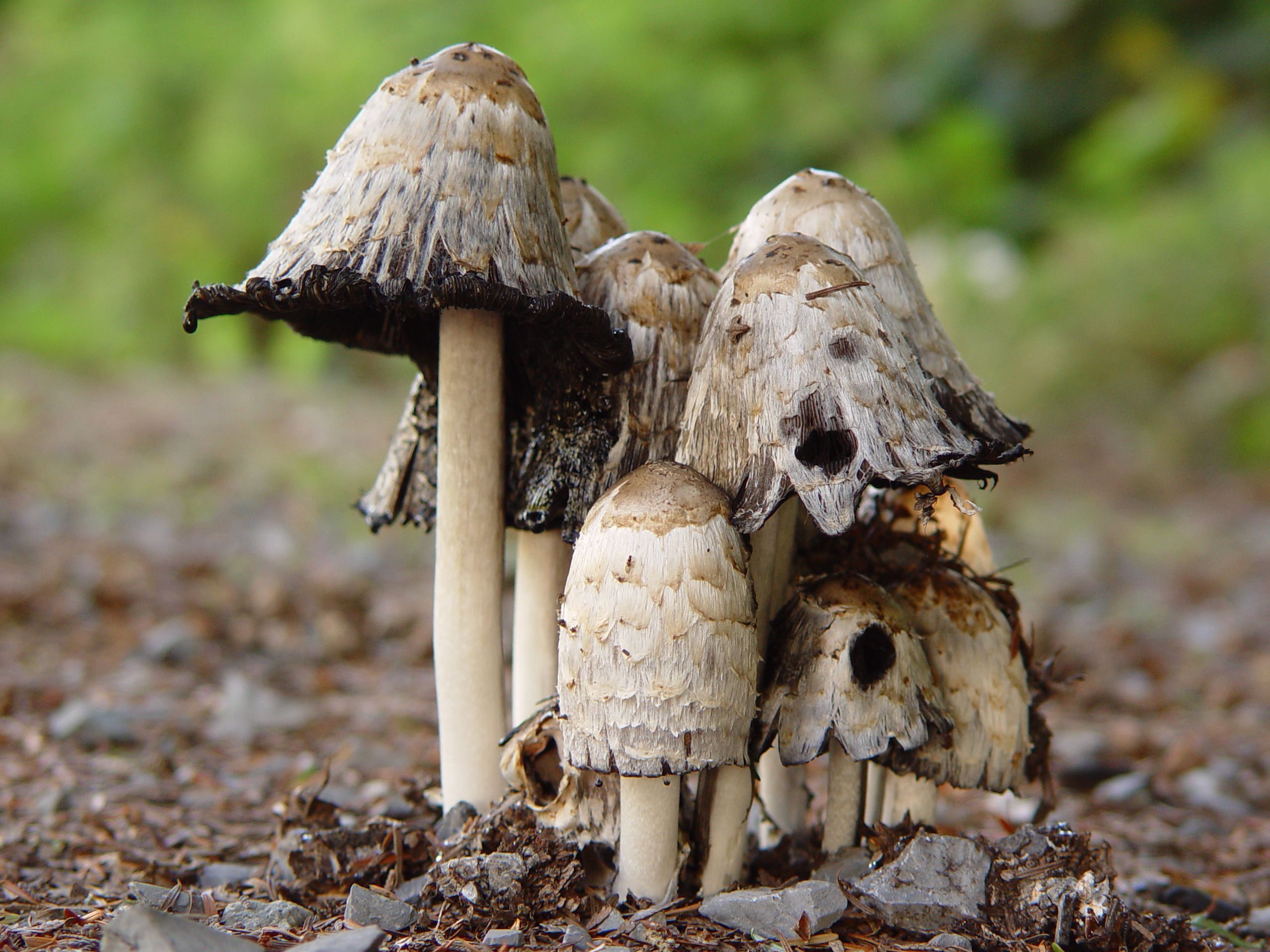 Mushrooms