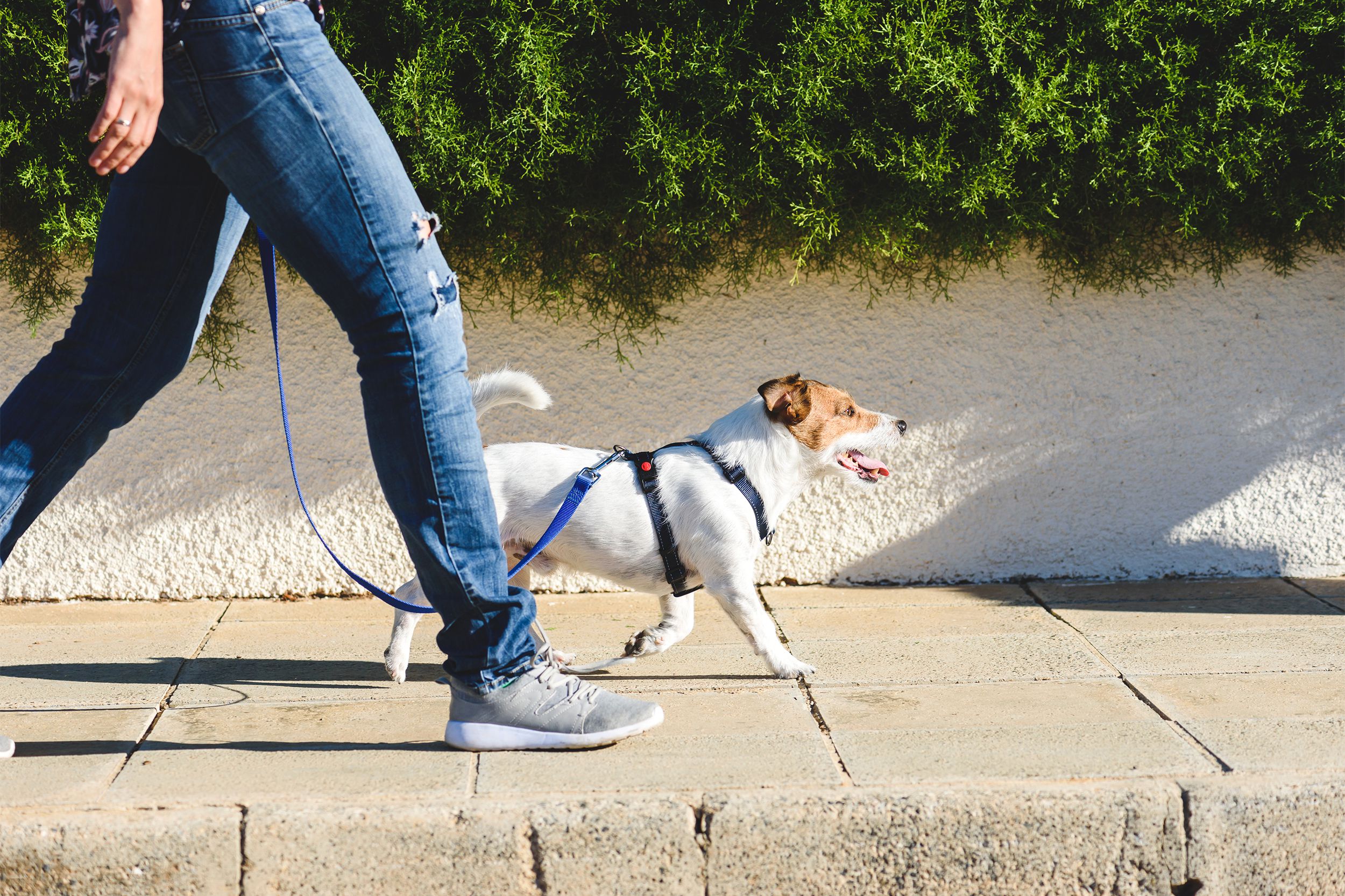 Walking dog on the sidewalk