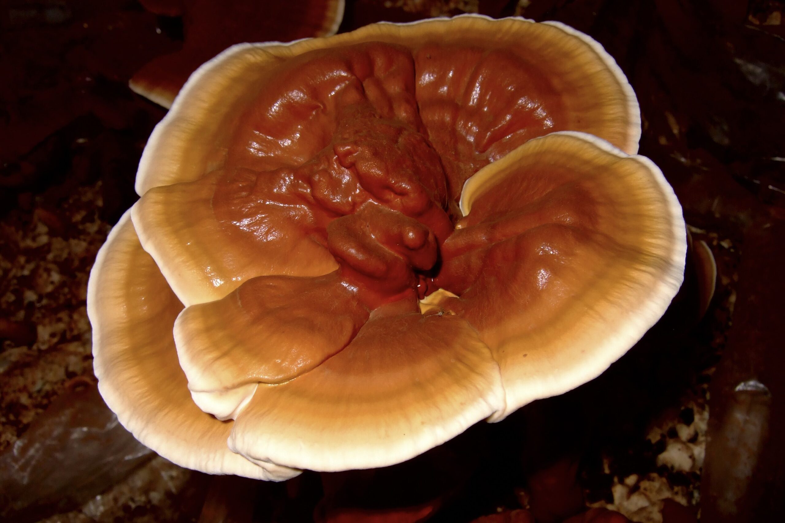 Reishi mushroom