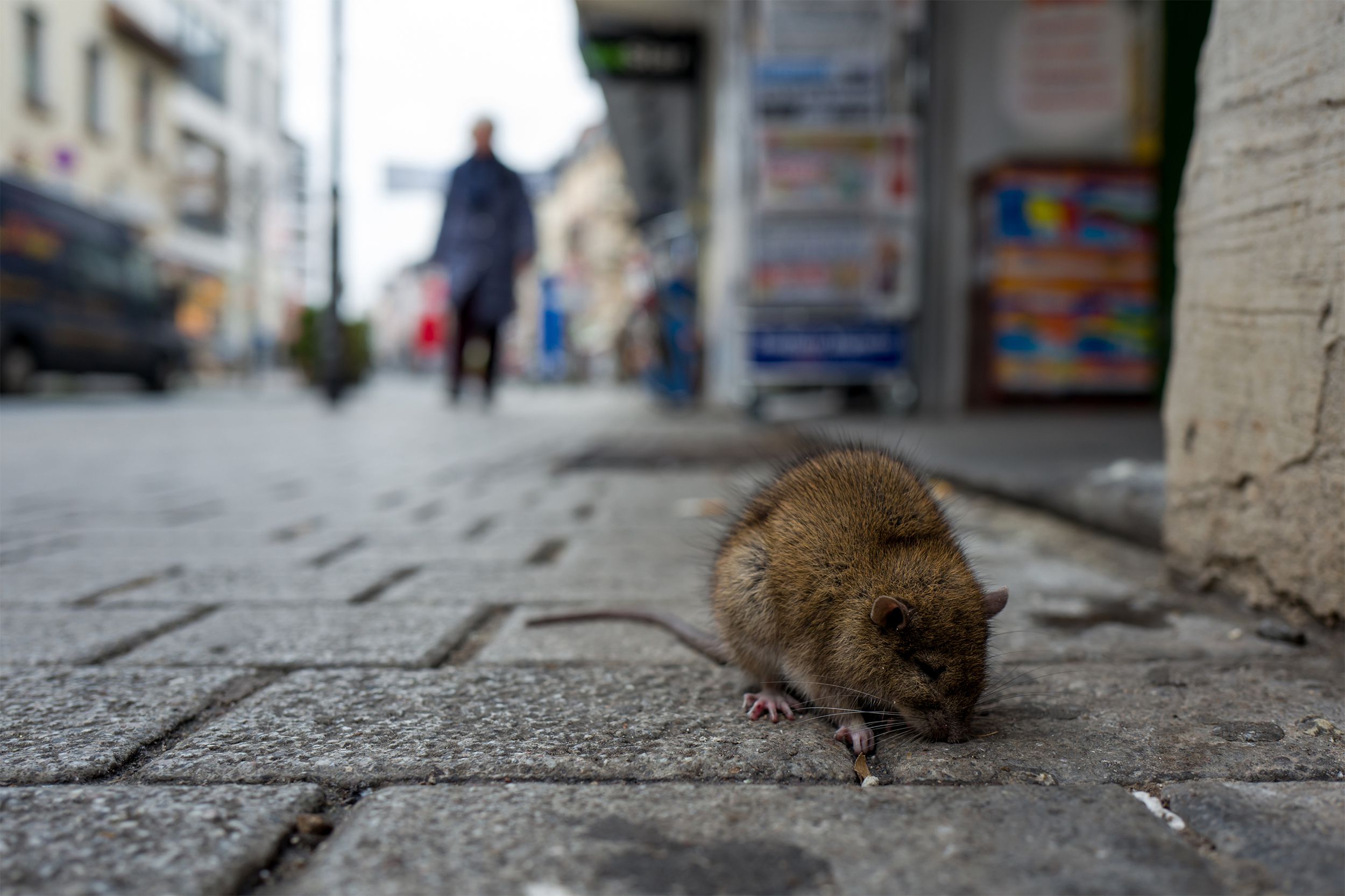 Rat on a street