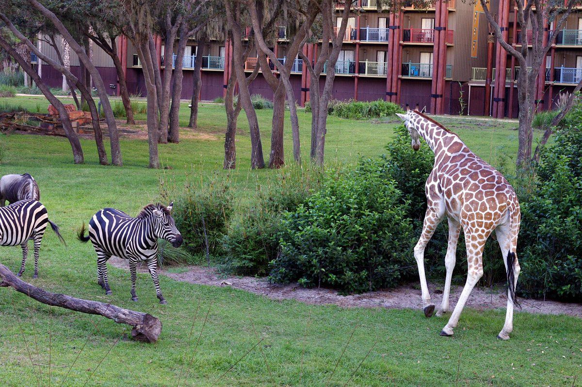 Animal Kingdom Lodge