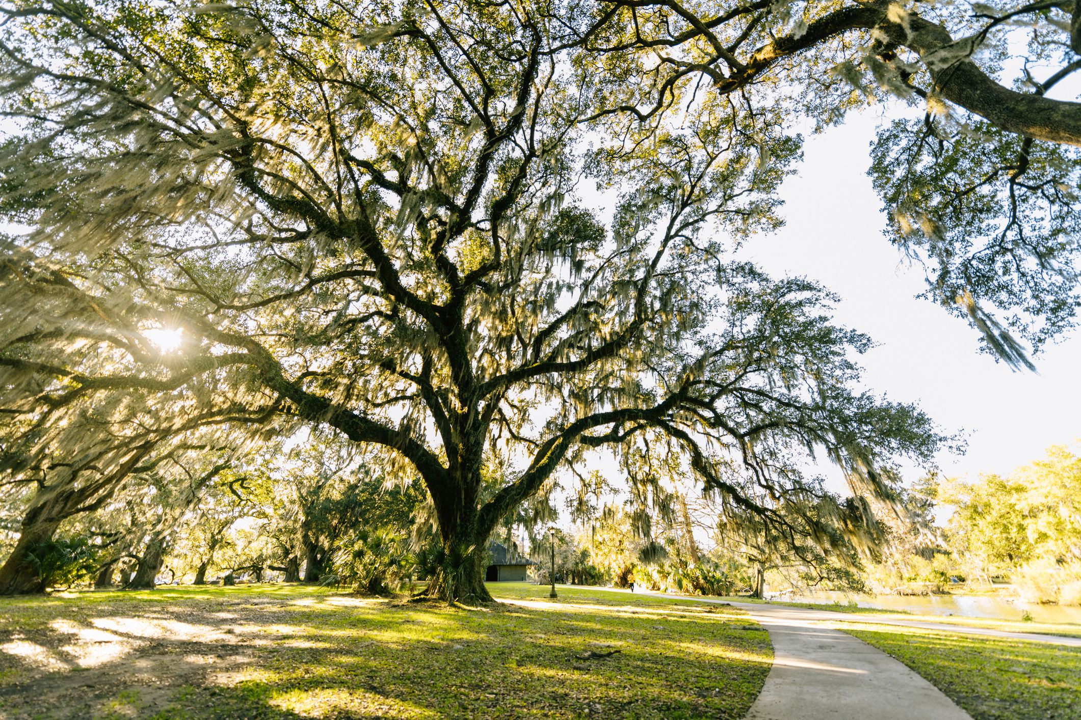 City Park, New Orleans