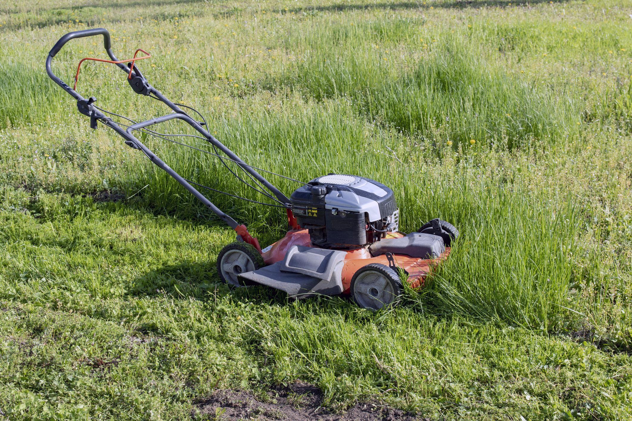 Green grass grows in the garden and lawn mowers on the mowed grass.