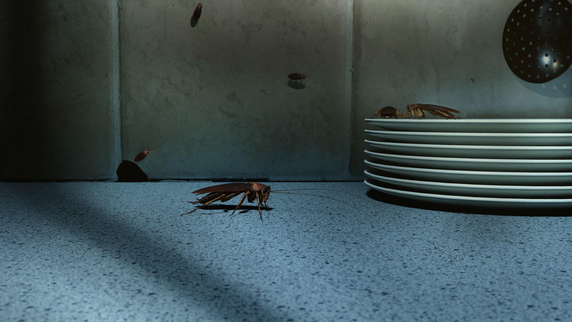 American cockroaches (Periplaneta americana) on kitchen counter