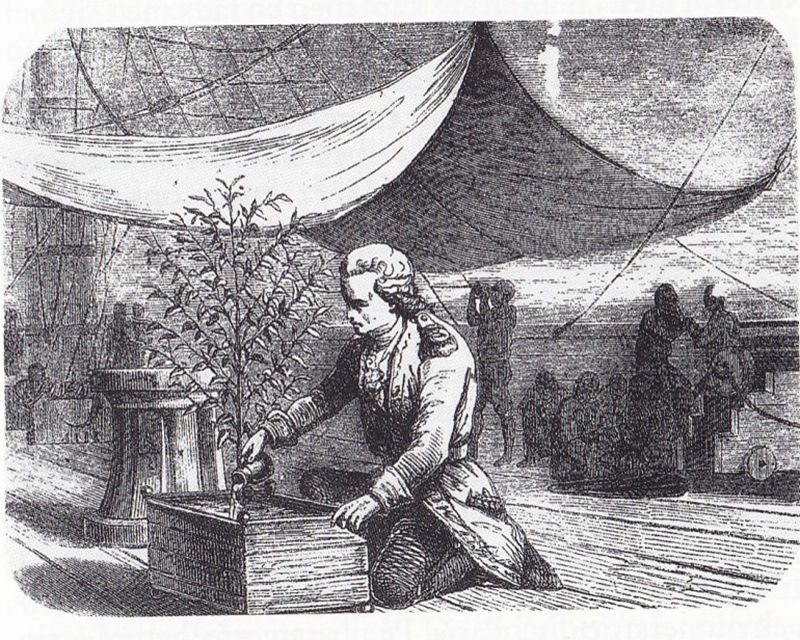 drawing of Gabriel de Clieu watering the first coffee seedling planted in the Americas