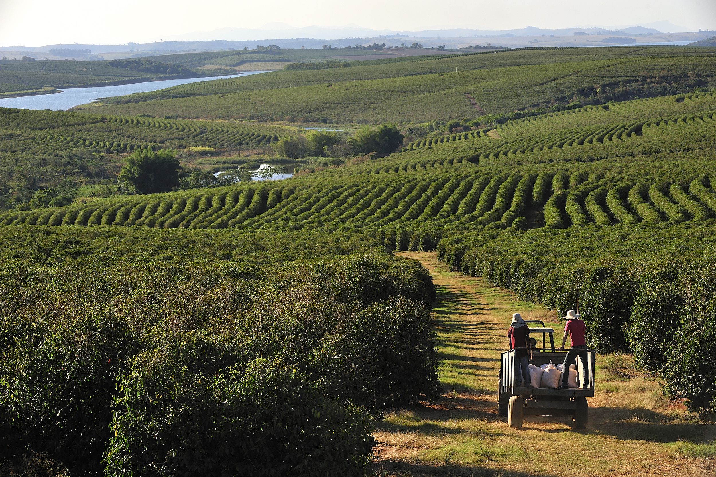 coffee plantation, Minas Gerais, Brazil