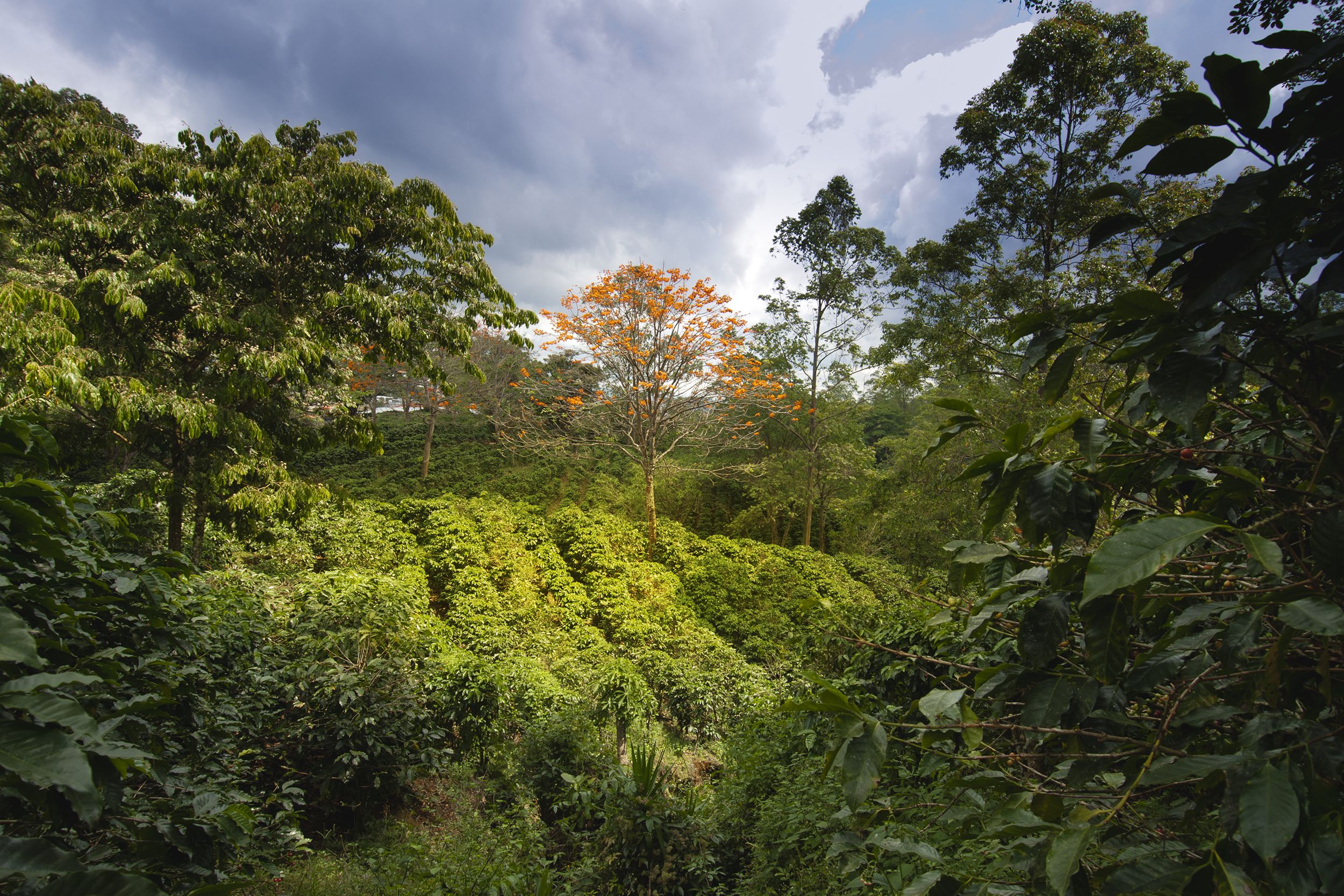 coffee plantation in Costa Rica