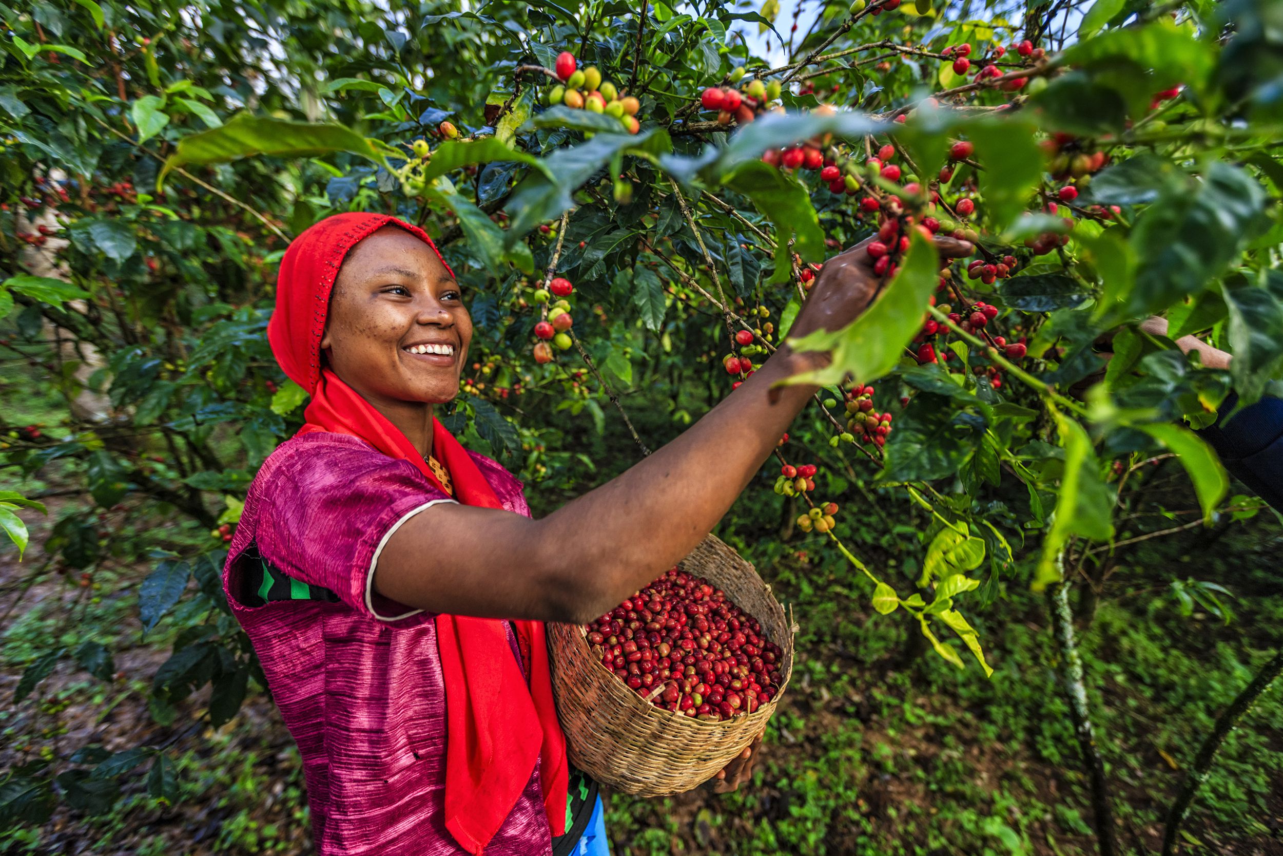 woman picking coffee fruit from tree in Ethiopia
