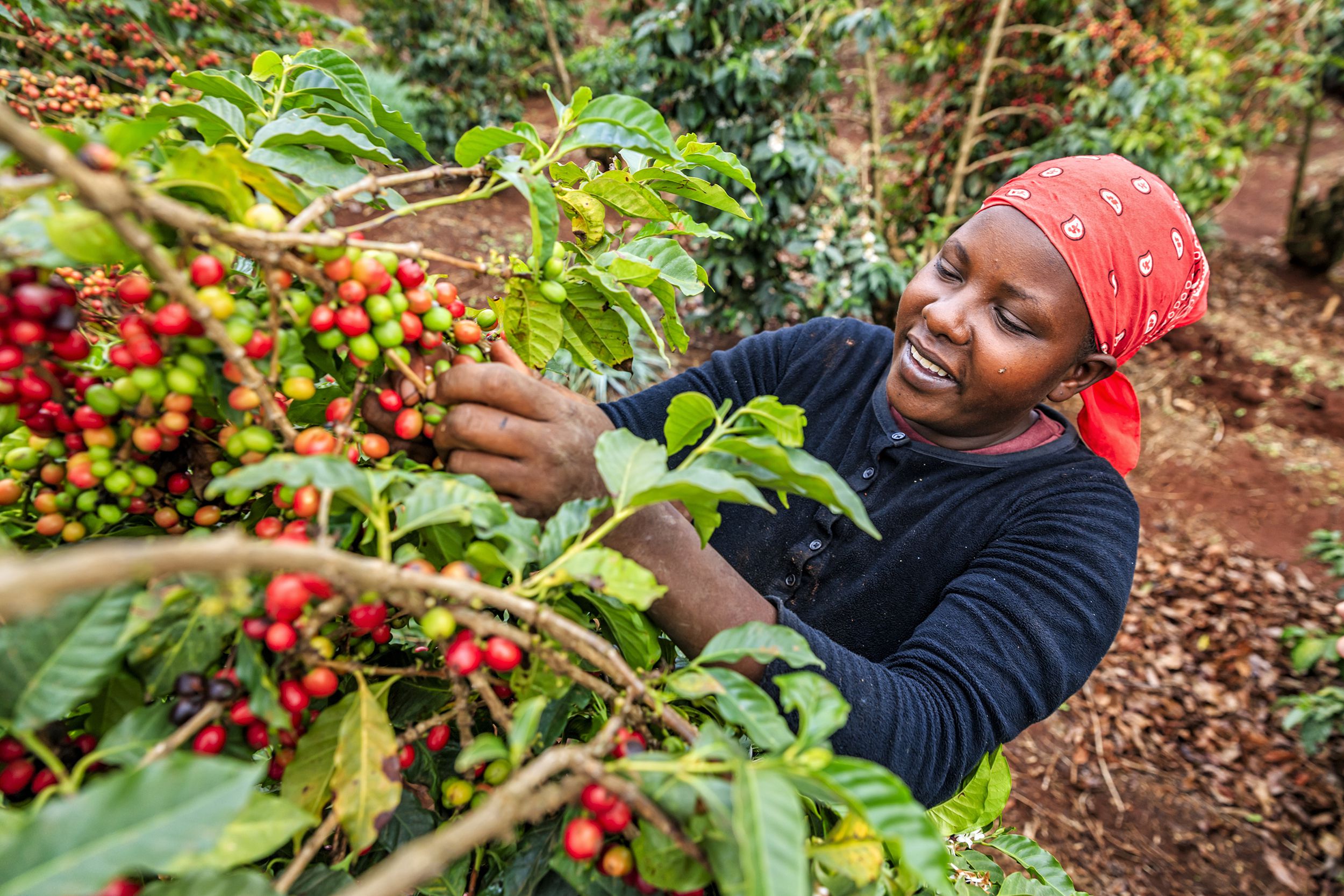 young African woman collecting coffee cherries, Kenya, East Africa