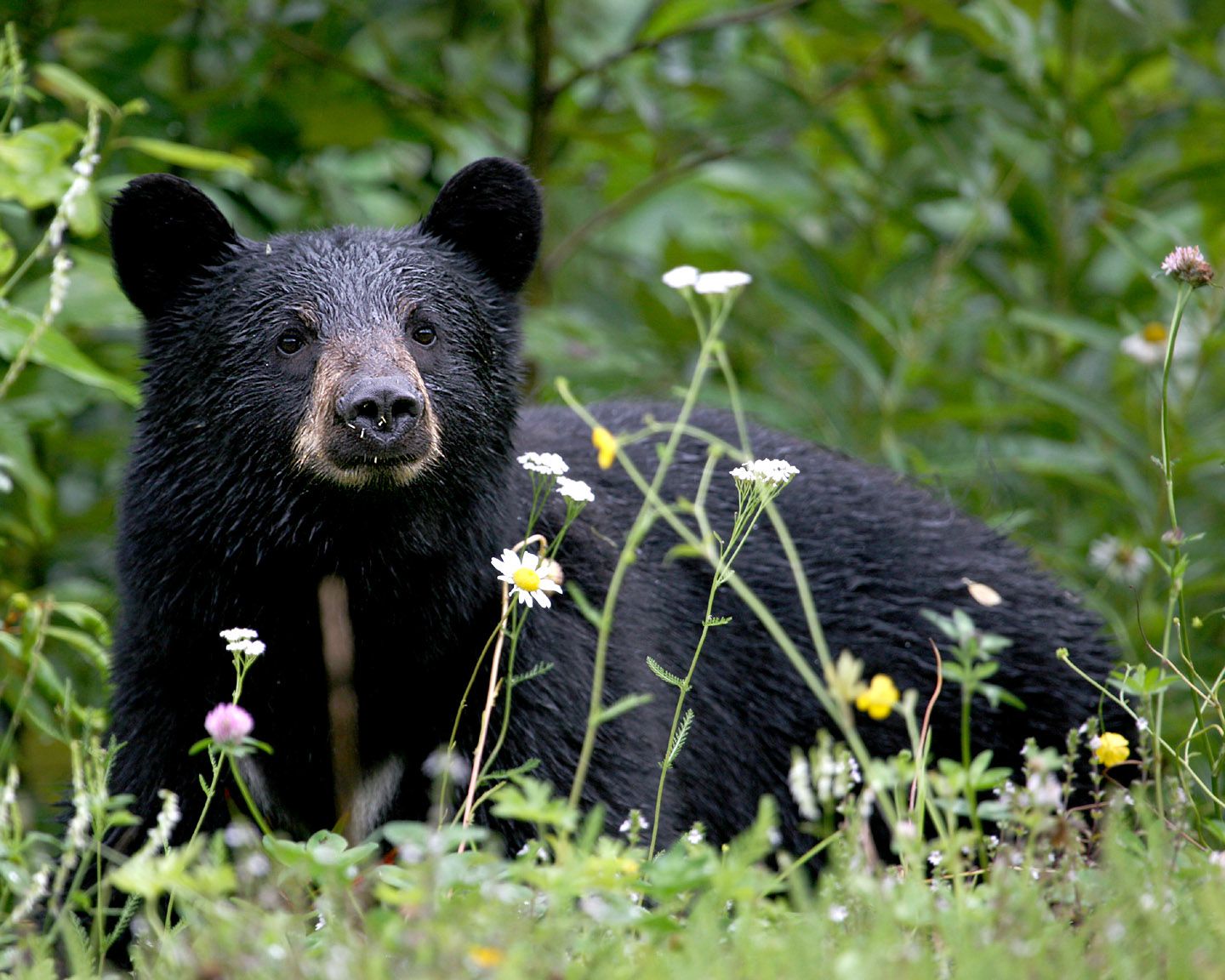 Black bear surrounded with wild flowers