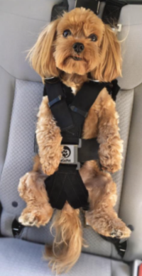 A small brown fluffy dog sits upright in a car seat, secured with a black harness, looking forward with its legs hanging down and ears flopped to the sides.