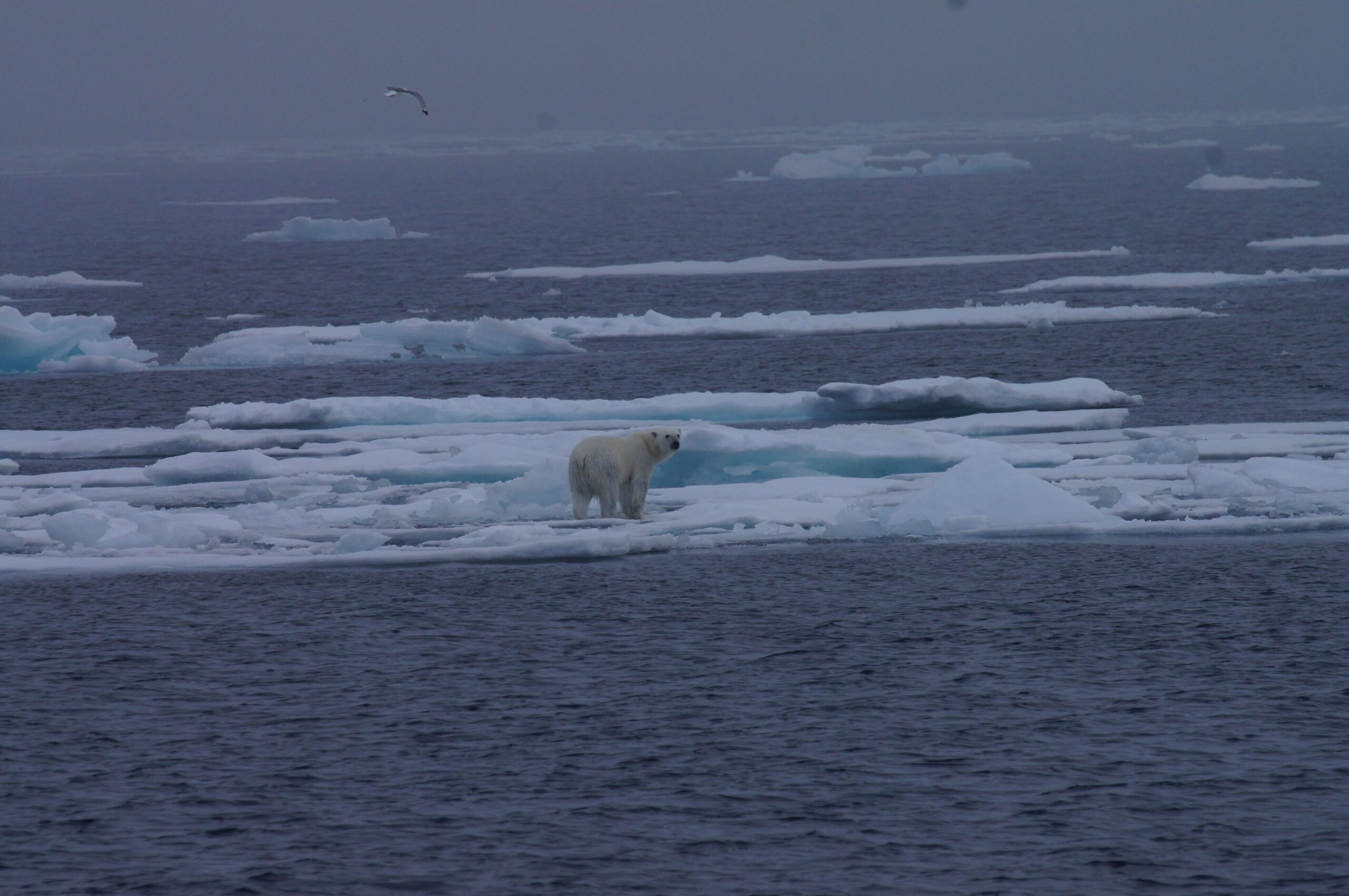 Polar bear walking on iceberg on Norway's Svalbard Islands