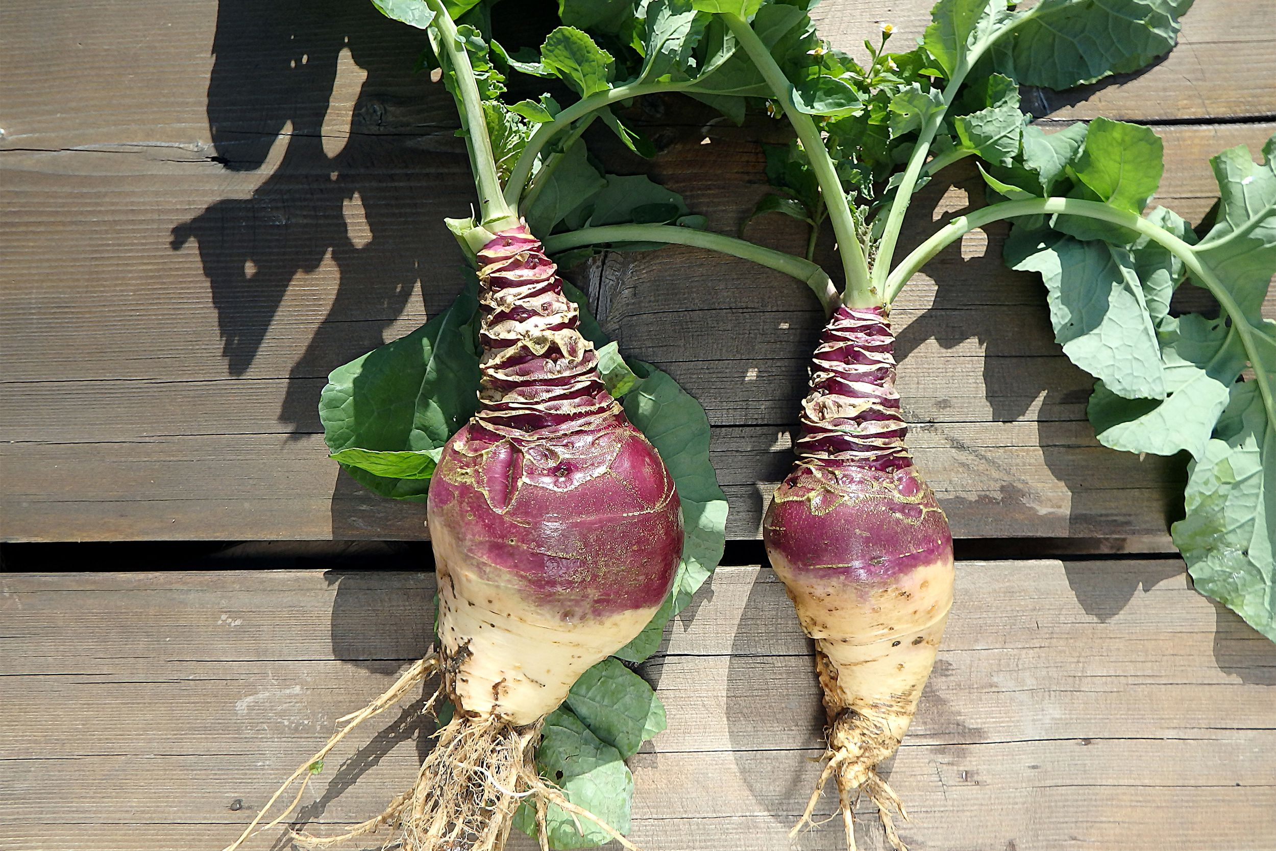 Rutabaga