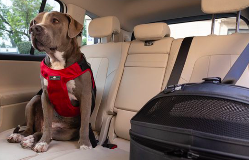 A gray and white dog wearing a red harness sits on the back seat of a car. The car’s interior is beige, and a black pet carrier is on the seat beside the dog.