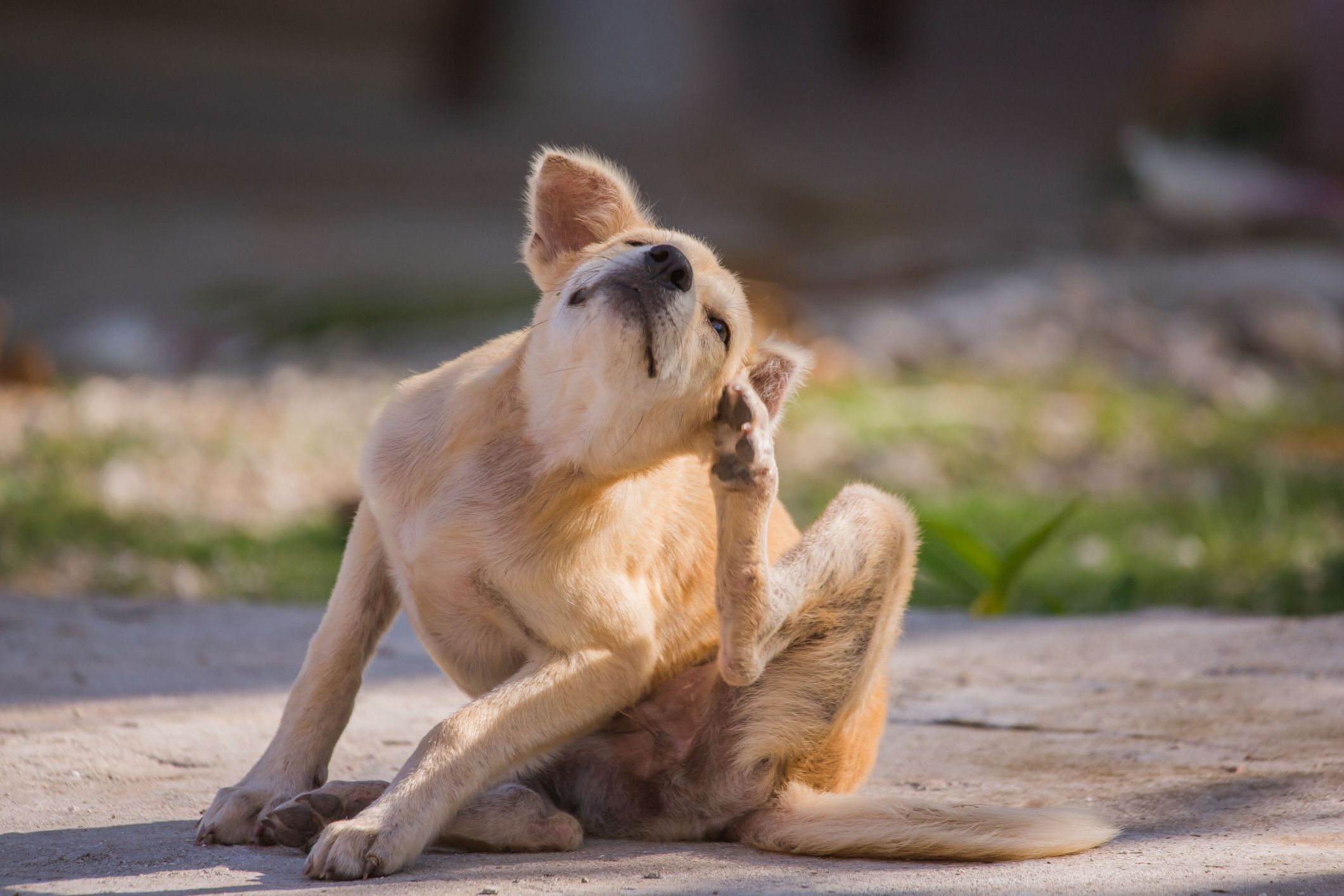 self hygiene in wildlife of an abandoned bummer