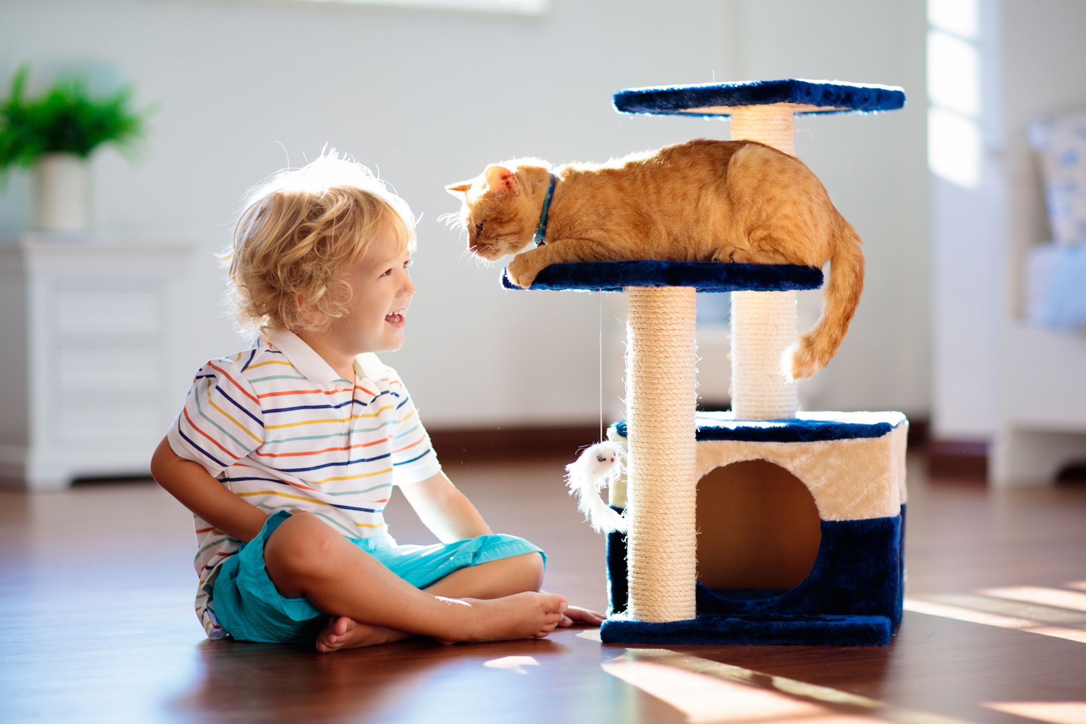 Child playing with cat at home. Kids and pets. Little boy feeding and petting cute ginger color cat. Cats tree and scratcher in living room interior. Children play and feed kitten. Home animals.
