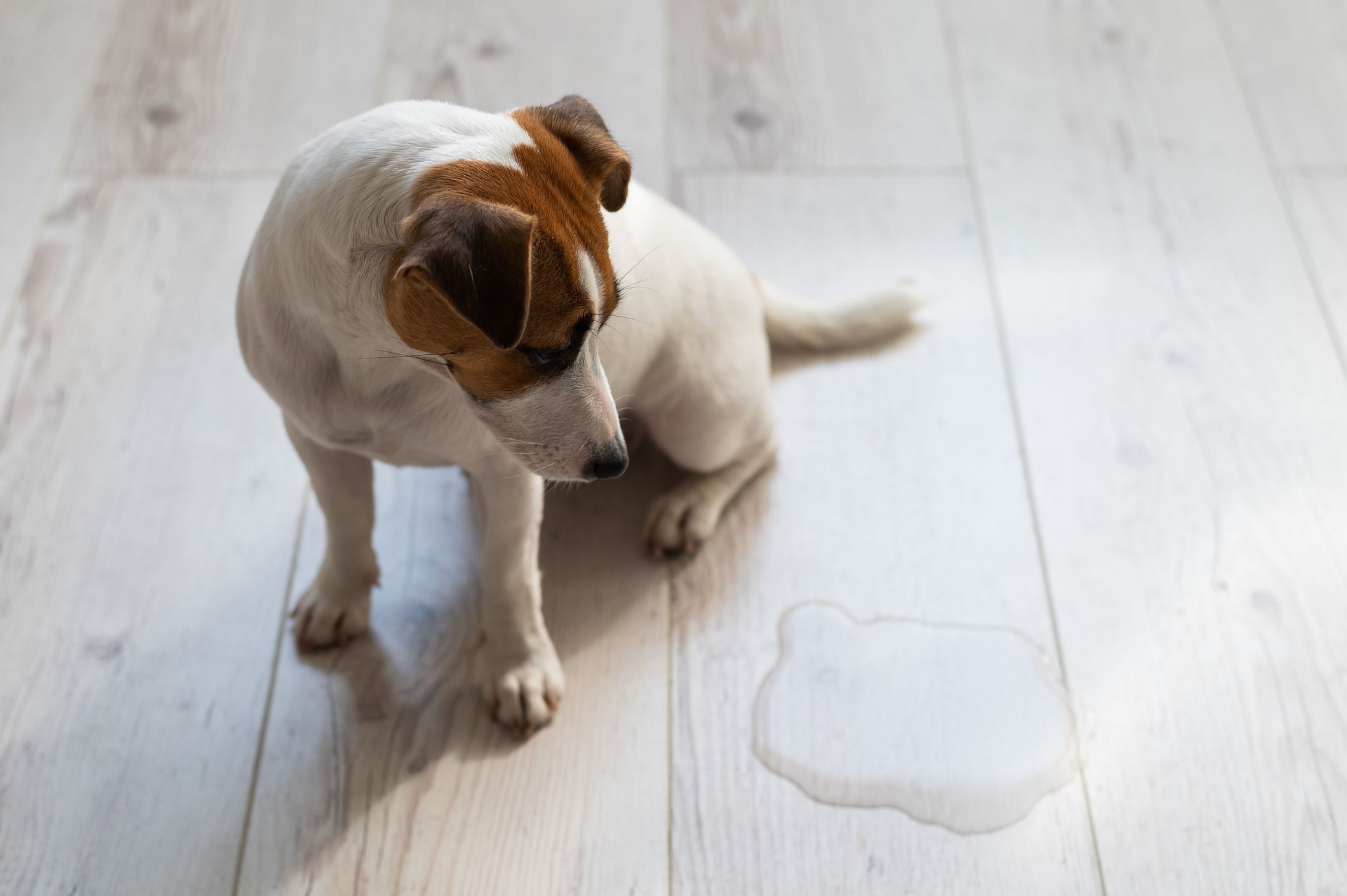 Guilty dog Jack Russell Terrier pissed puddle on the wooden floor.