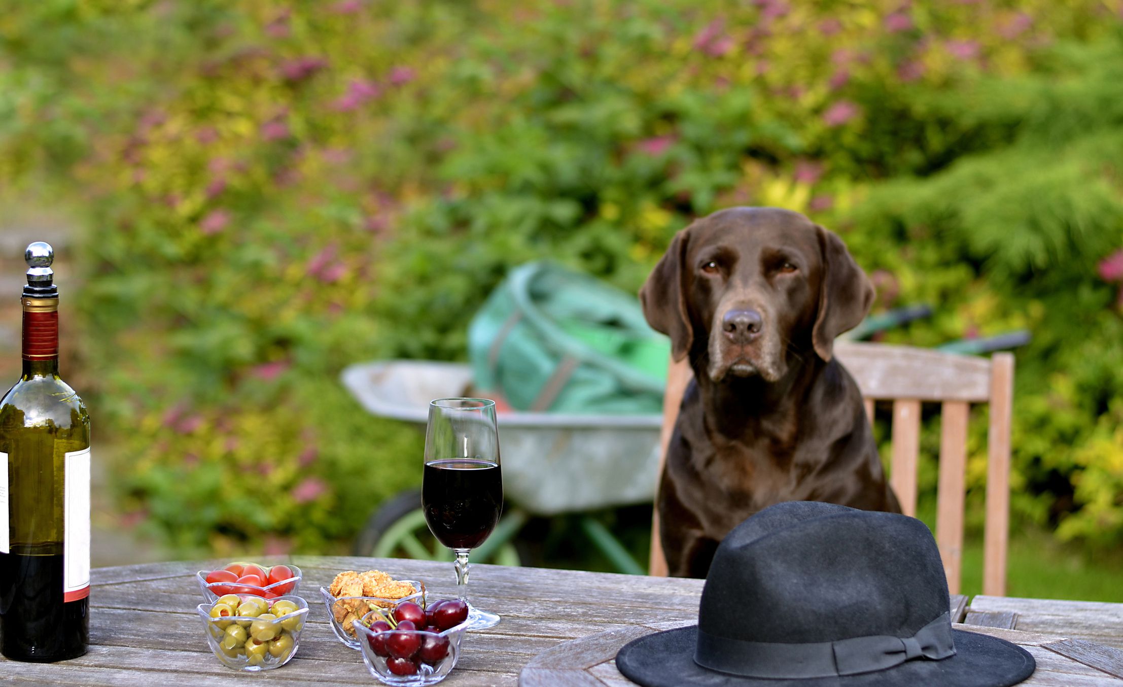 A chocolate-labrador waits patiently for her master to join her for pre-dinner snacks in the garden.