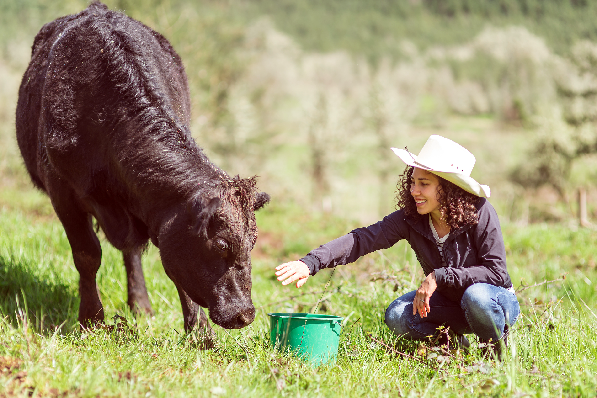 Women assisting a cow on a farm