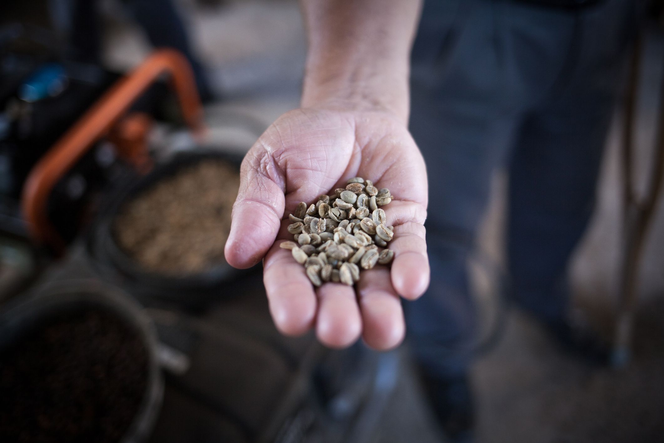 frank camacho inspects his coffee harvest in puerto rico