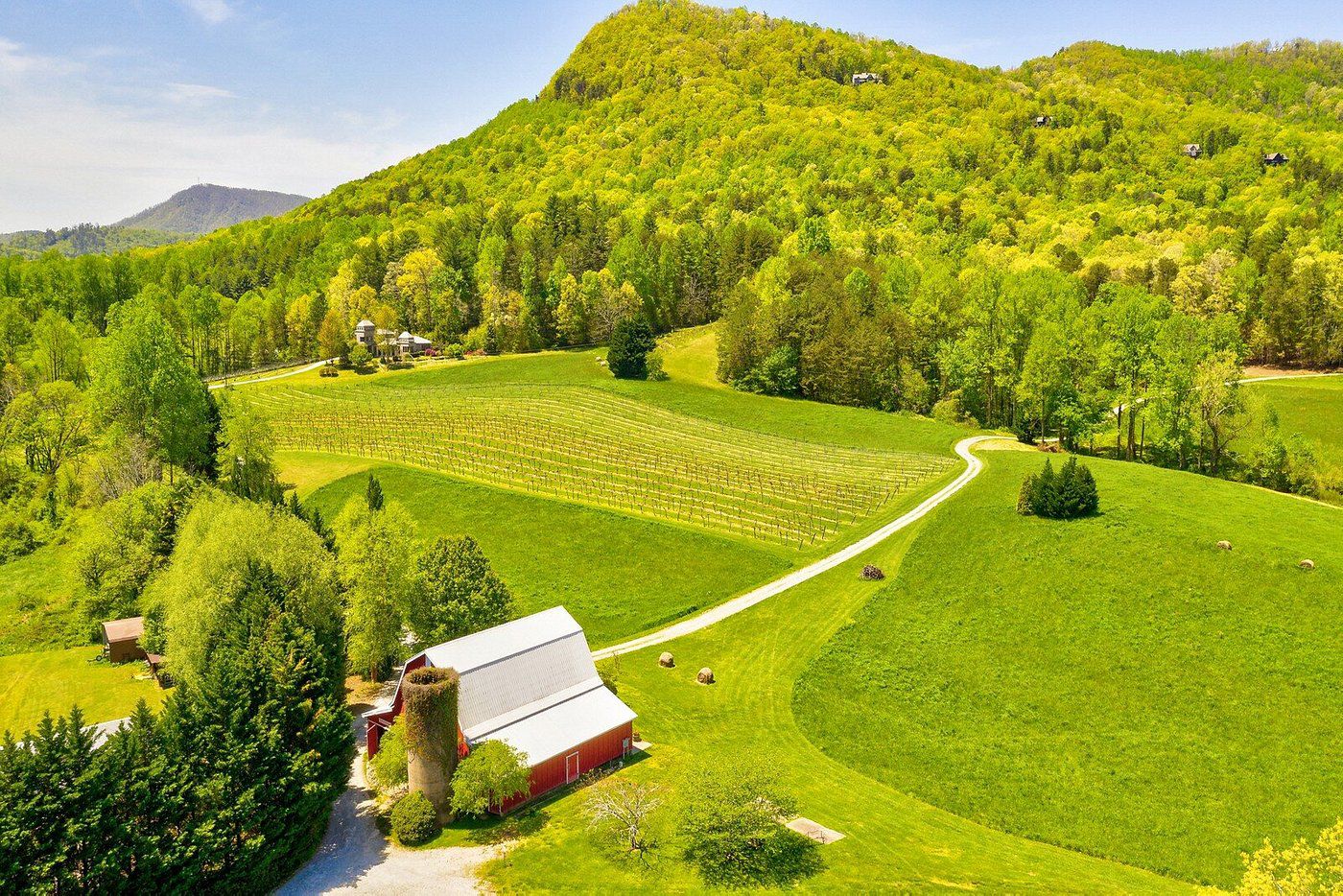 Lush greenery at Tiger Mountain Vineyards, Georgia.