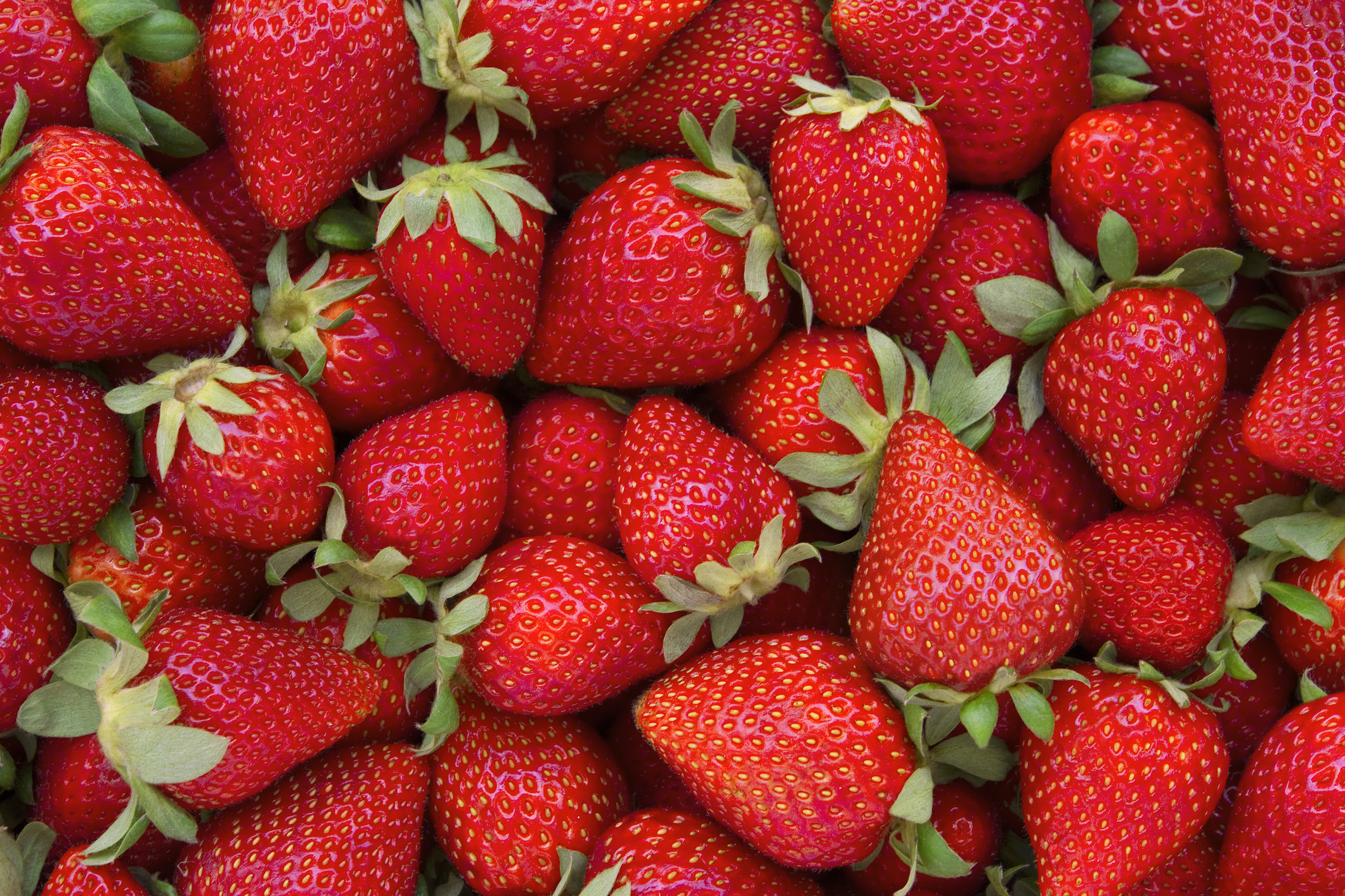 Top-view of a pile of fresh picked strawberries