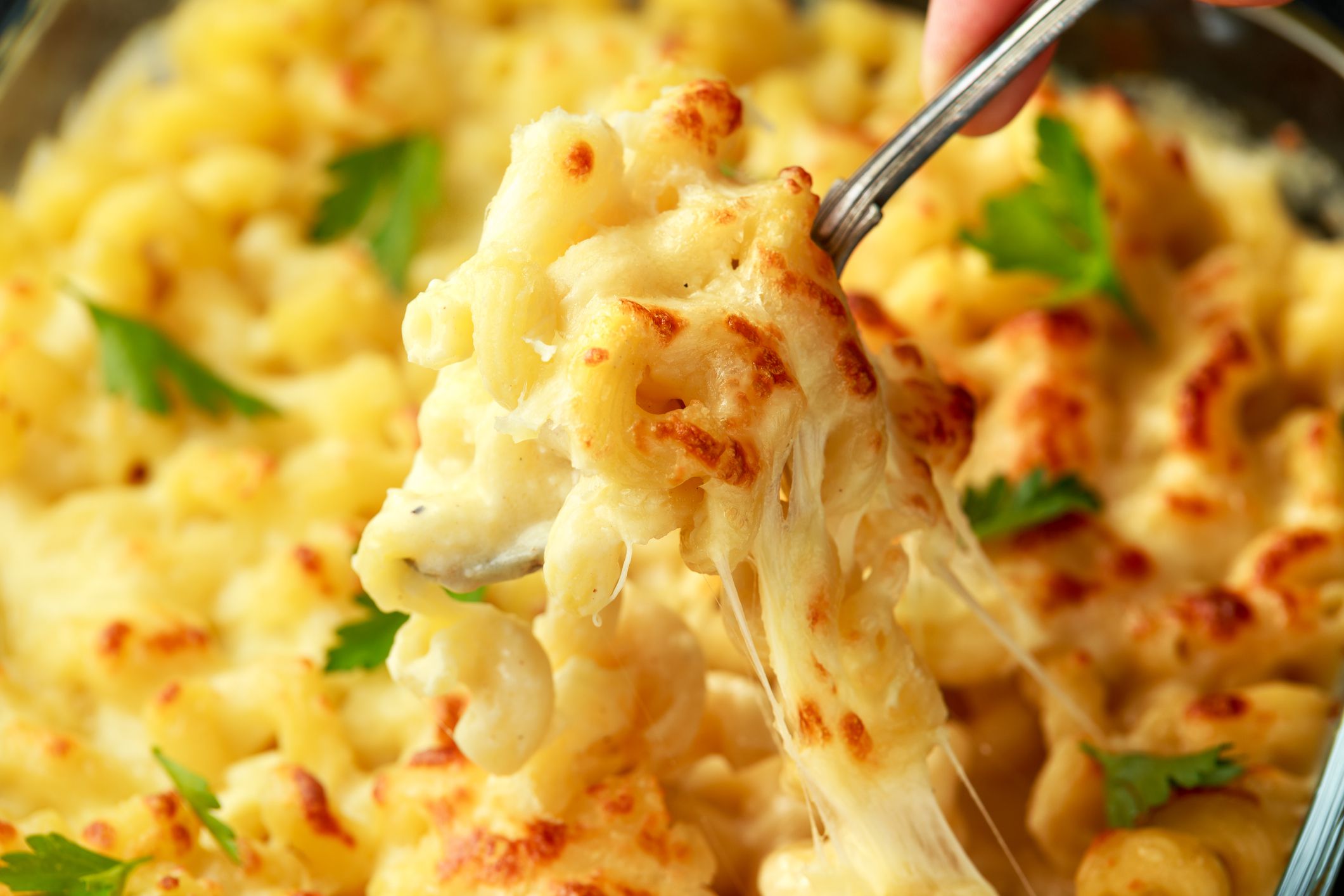 macaroni pasta and cheese bake with creamy bechamel sauce.
