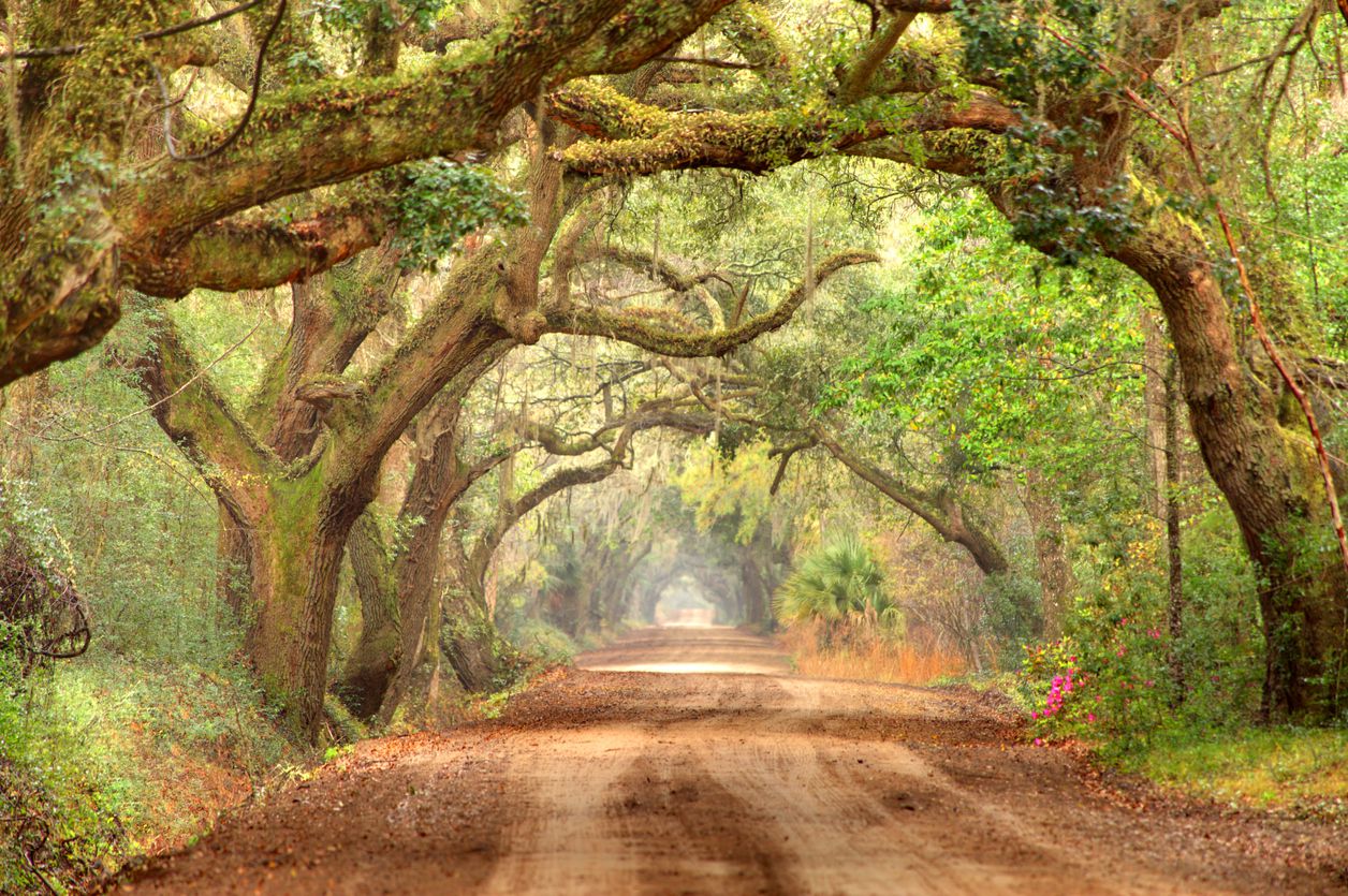Giant oak trees draped with spanish moss line a scenic road in the South Carolina lowcountry on Edisto Island near Charleston.