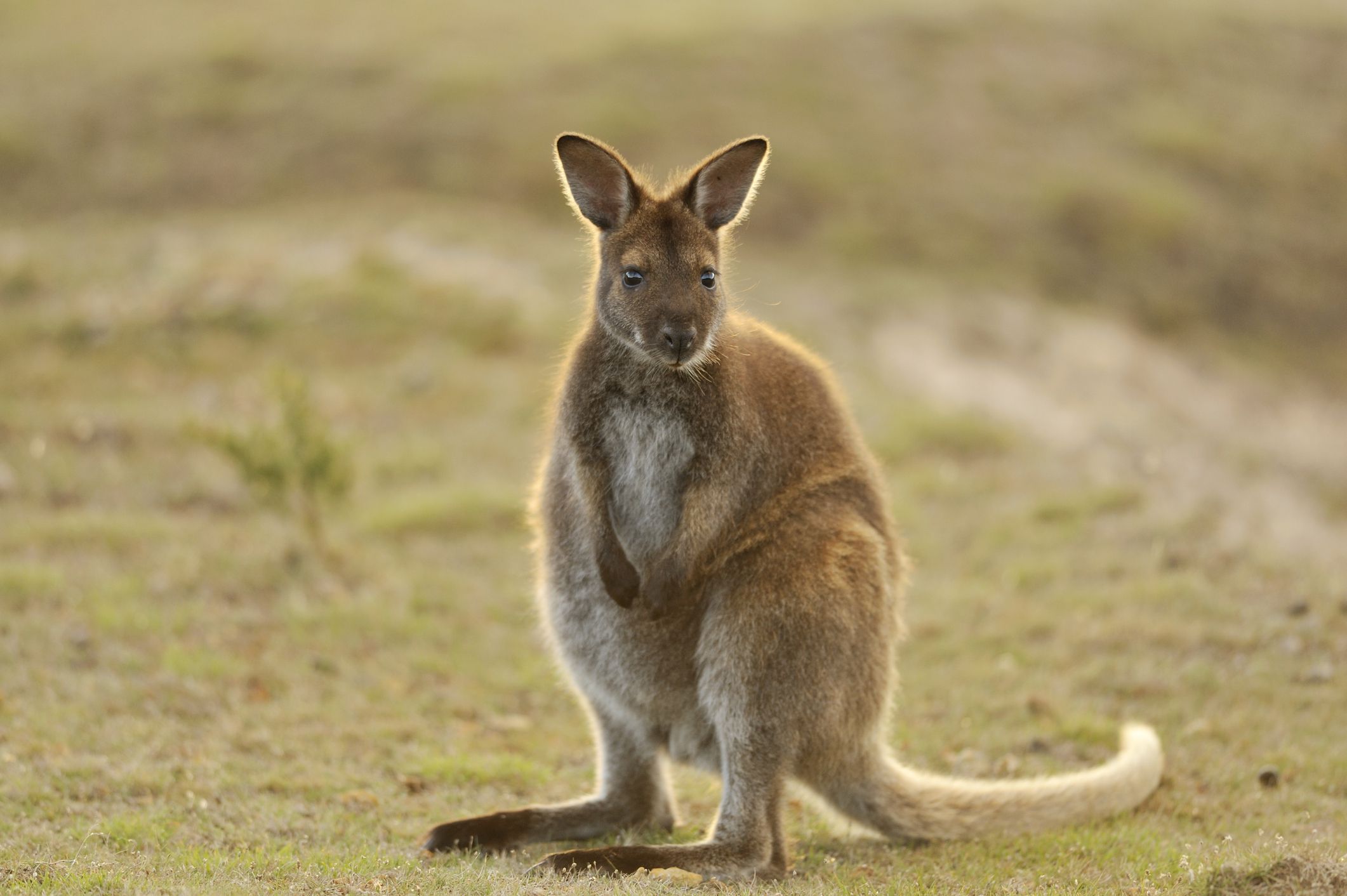 Wallaby