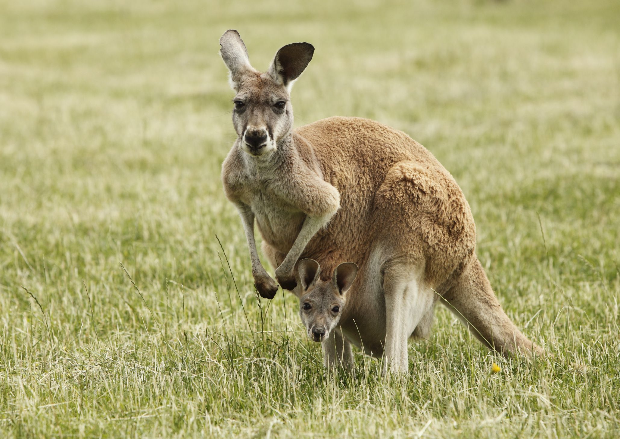 Kangaroo