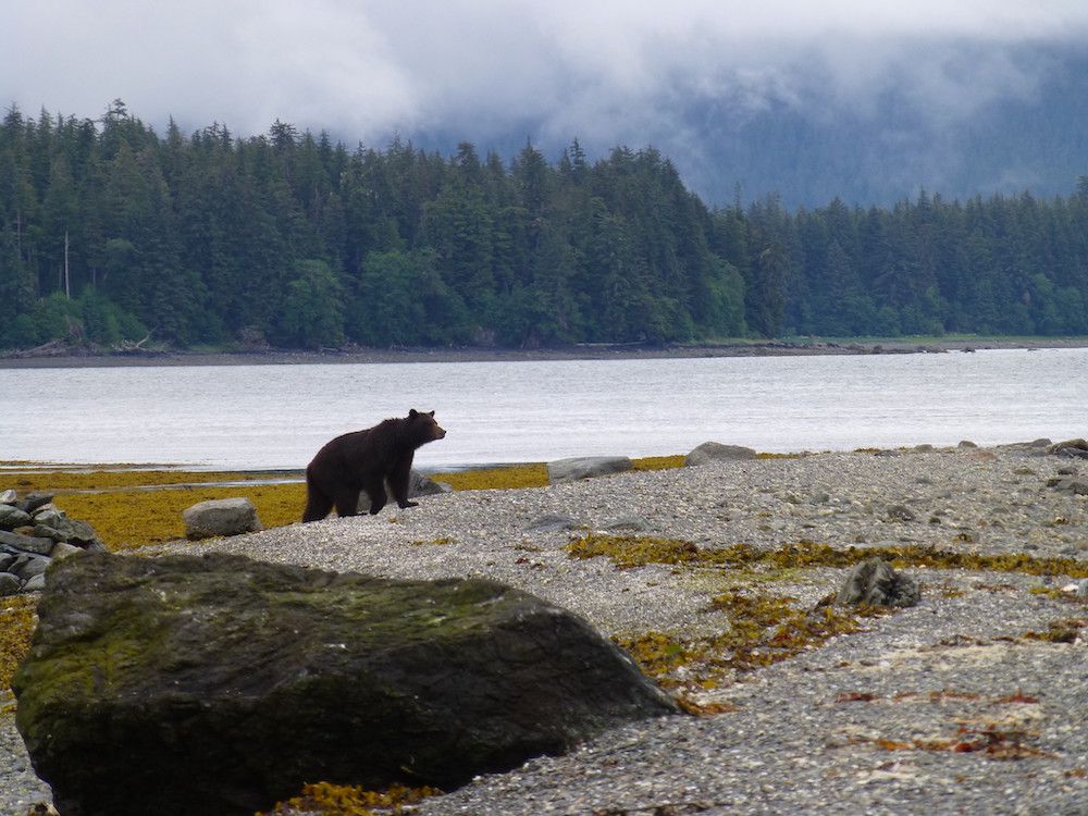 A bear in the Kootznoowoo Wilderness, Admiralty Island.
