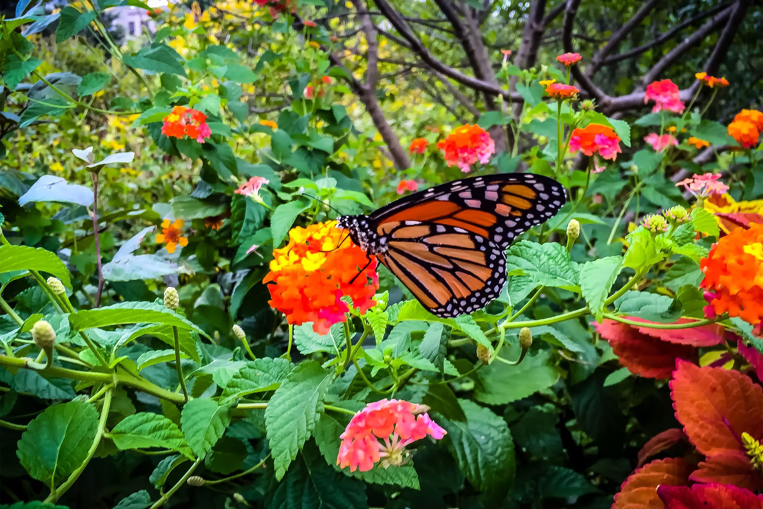 Closeup of a monarch butterfly on a yellow and orange lantana flower covered in pollen, amongst flowers and trees in an outside garden on a sunny day