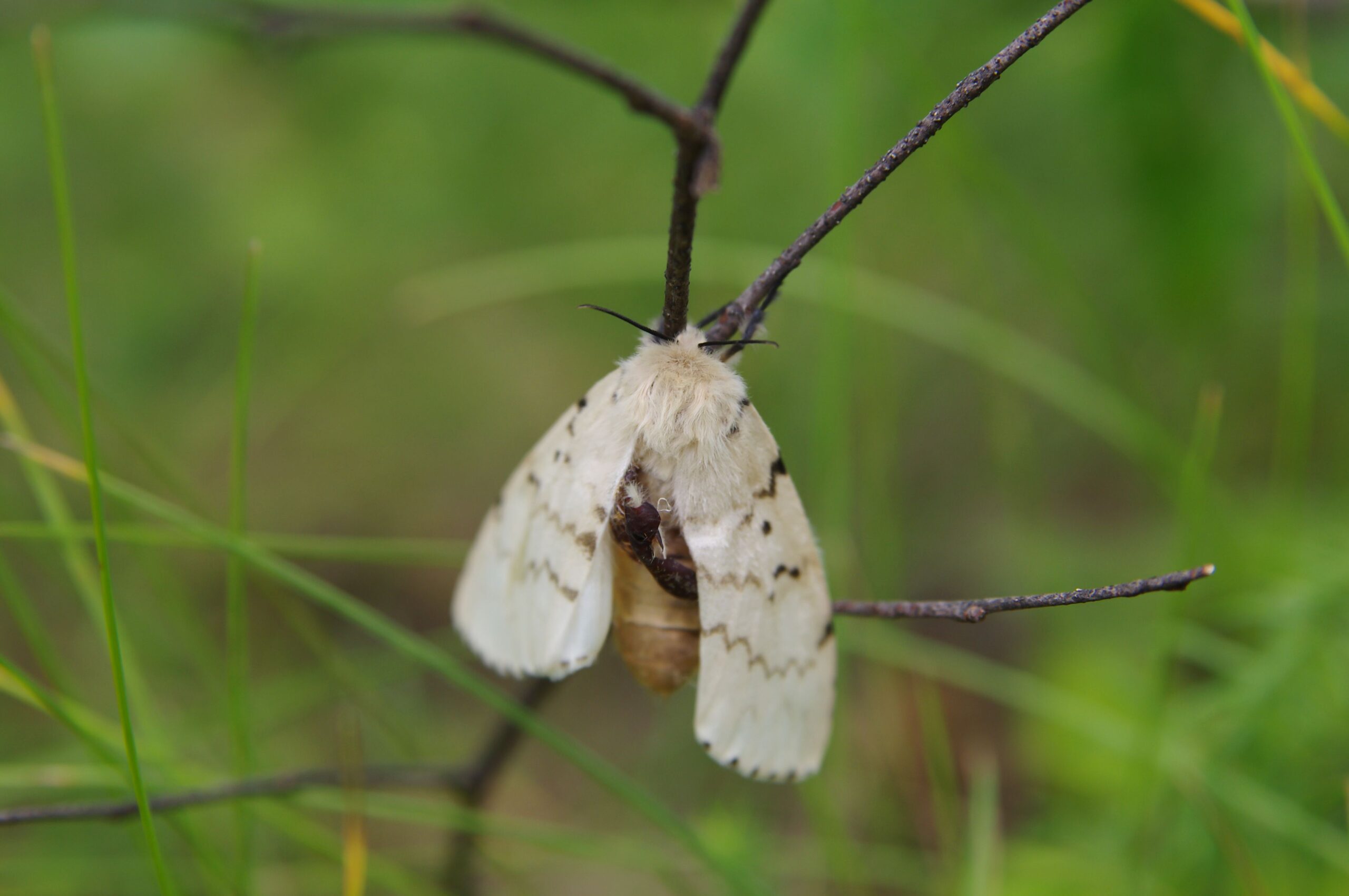 Closeup of a gypsy moth on a twig, selective focus, blade of grass blurred in the background