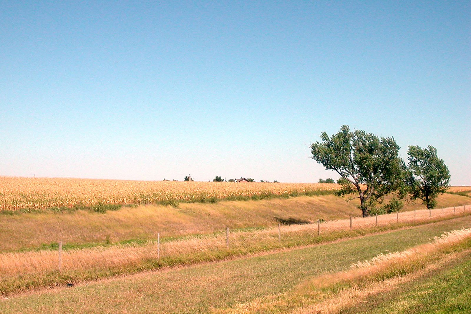 Fields in summer in Colby, KS