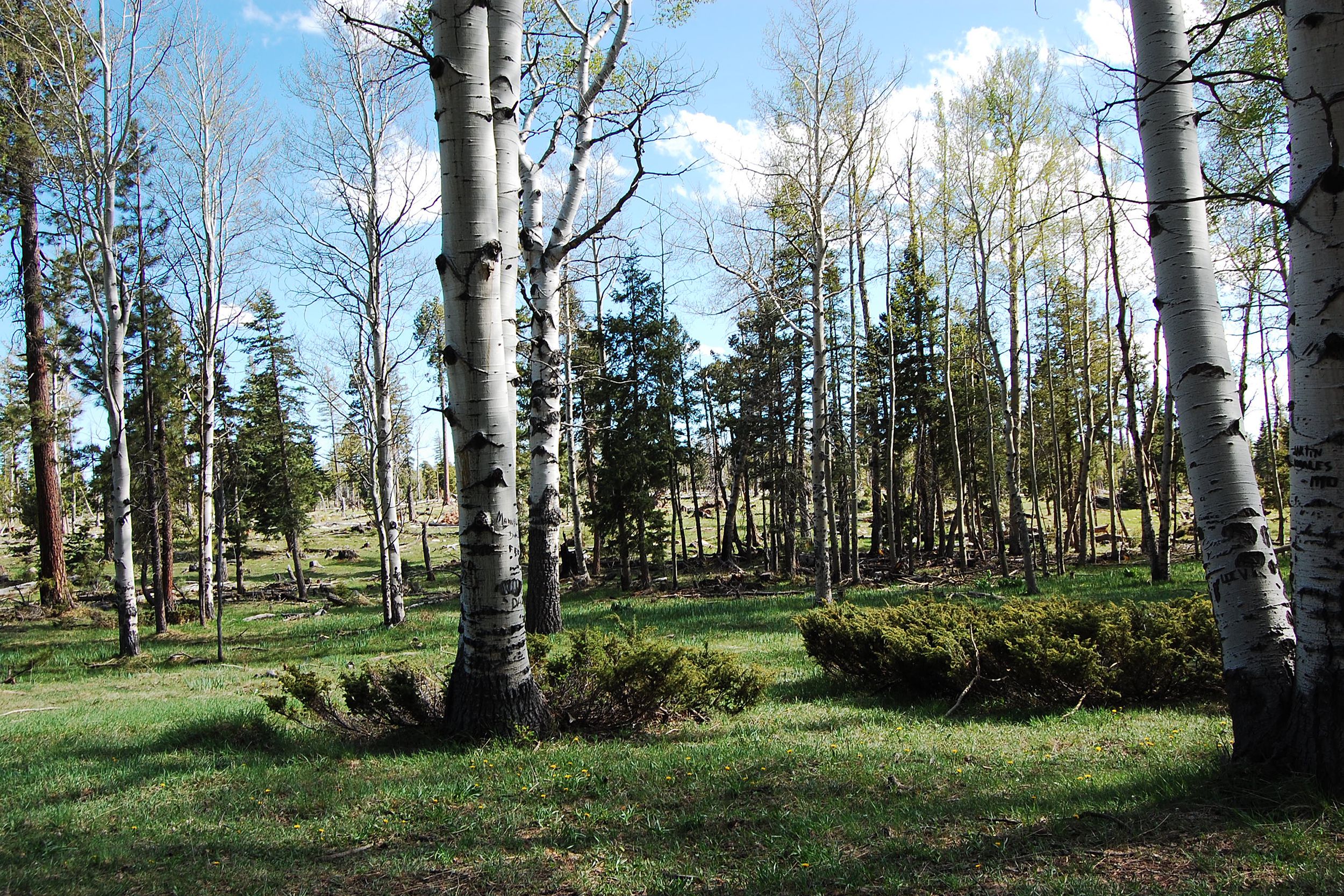 Birches in park in Cuba, NM
