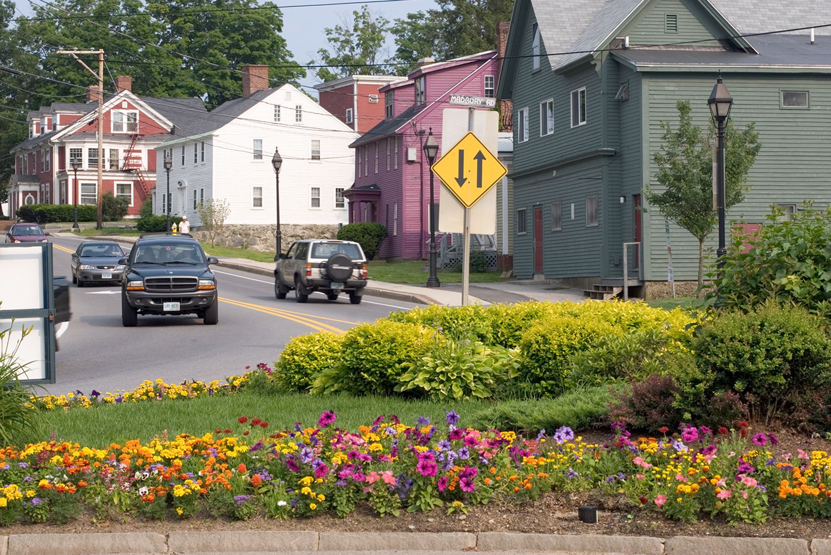 Flowers growing on suburban street in Durham, NH
