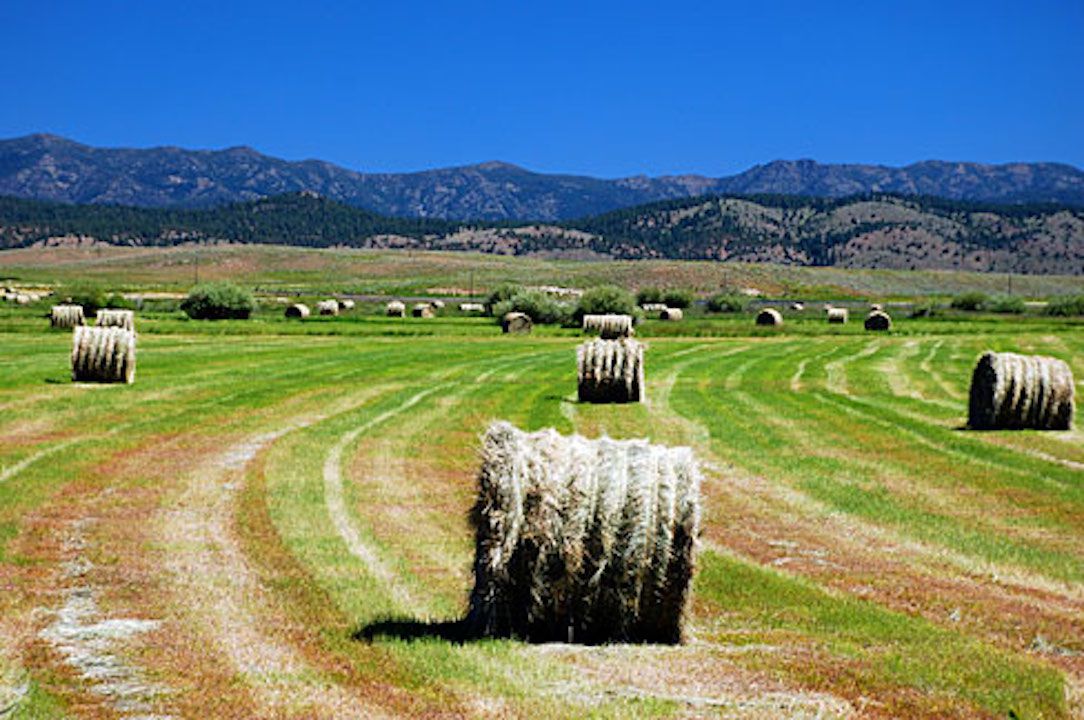 Collected rolled hay in Seneca, OR