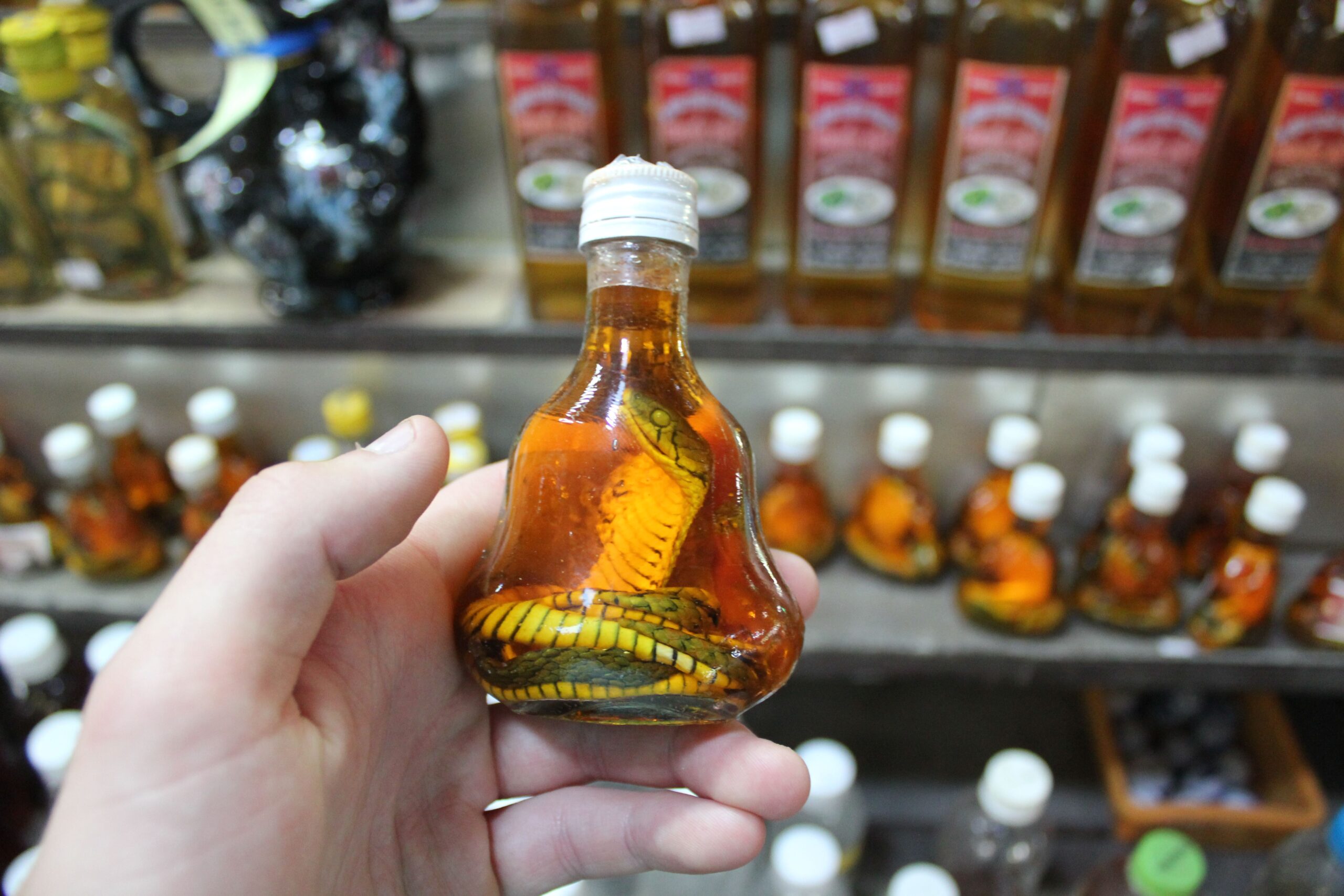 Hand holding bottle of Snake Wine in Vietnam.