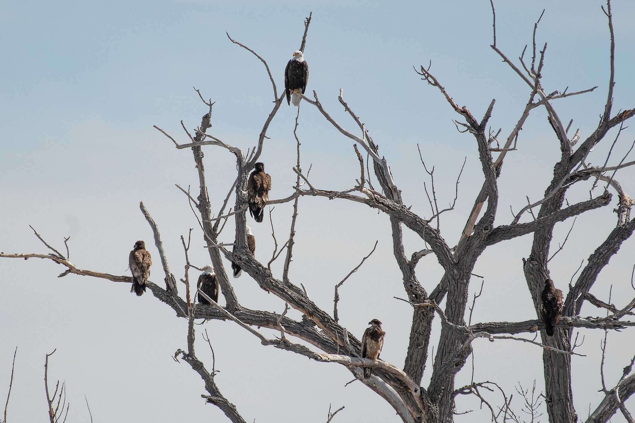 Mostly frozen lake is migratory home to Bald Eagle, ducks, Great Blue Heron and many other birds