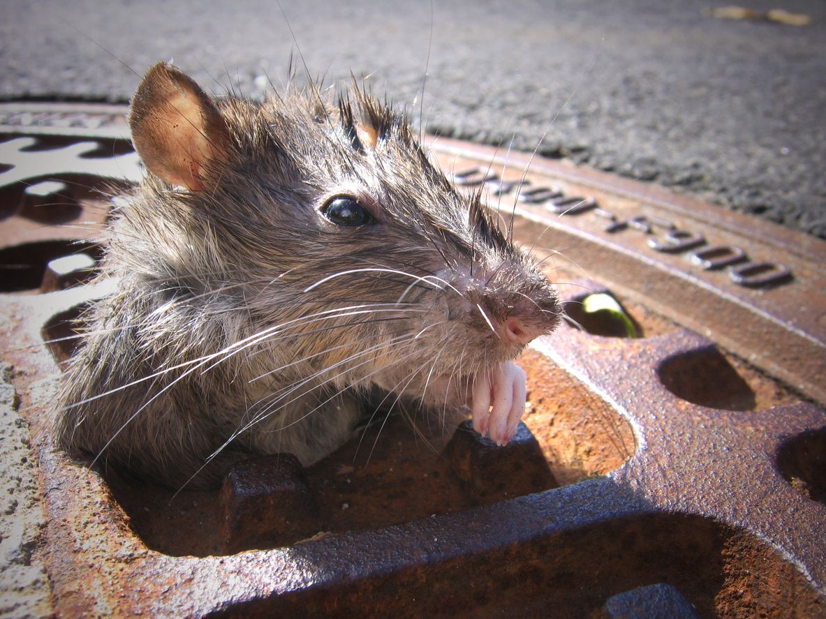 rat in gutter
