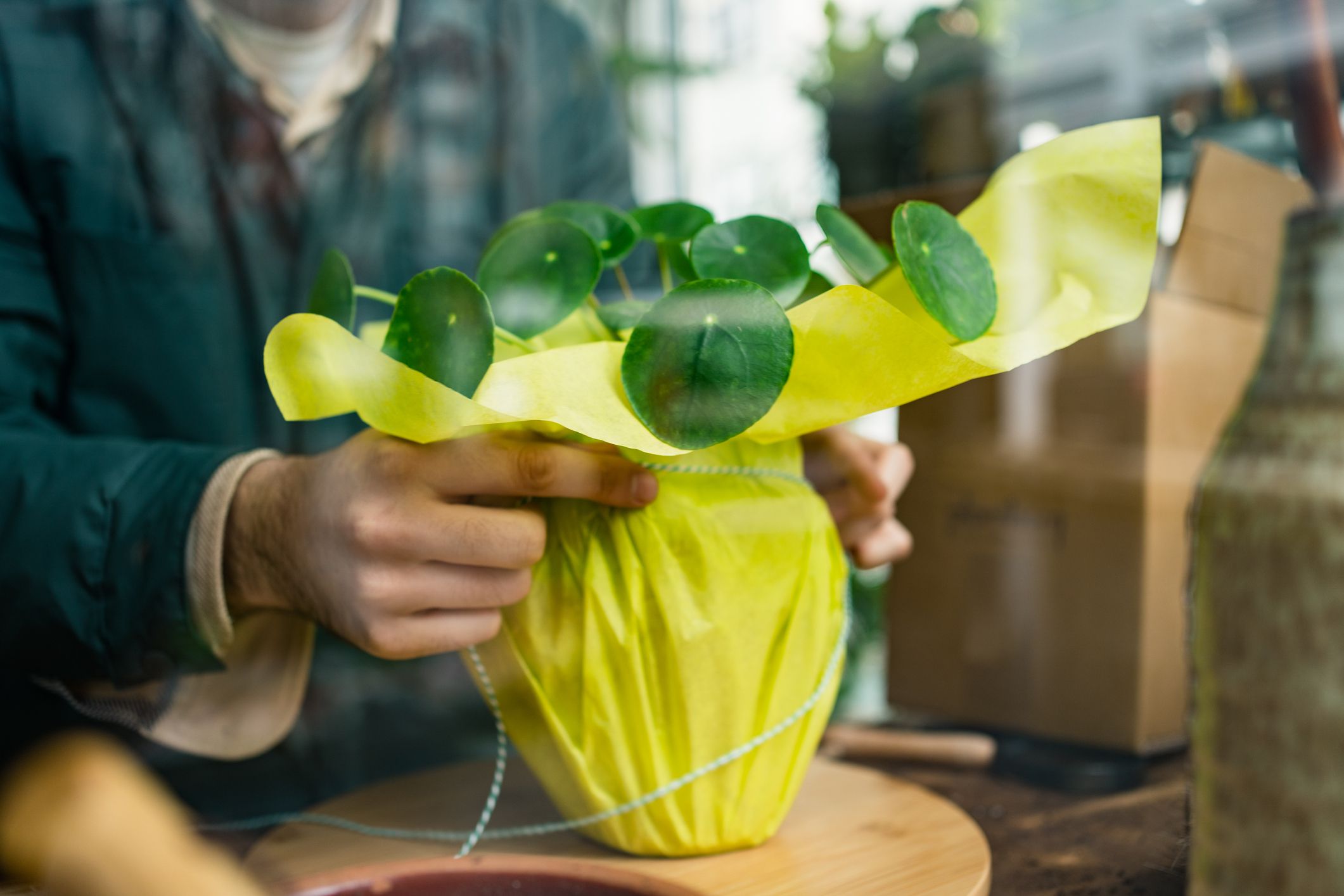 Pilea Peperomioides plant make a packaging