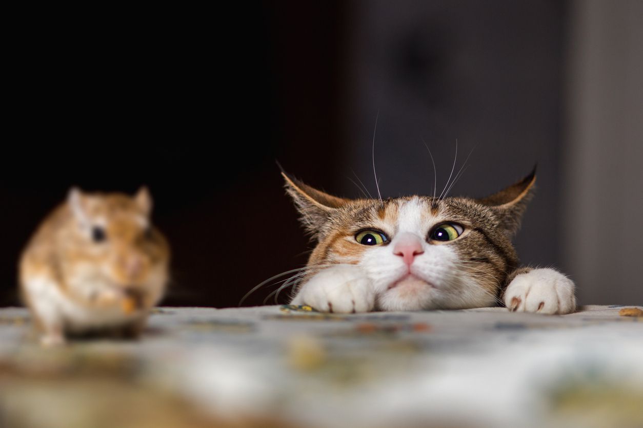 cat and mouse