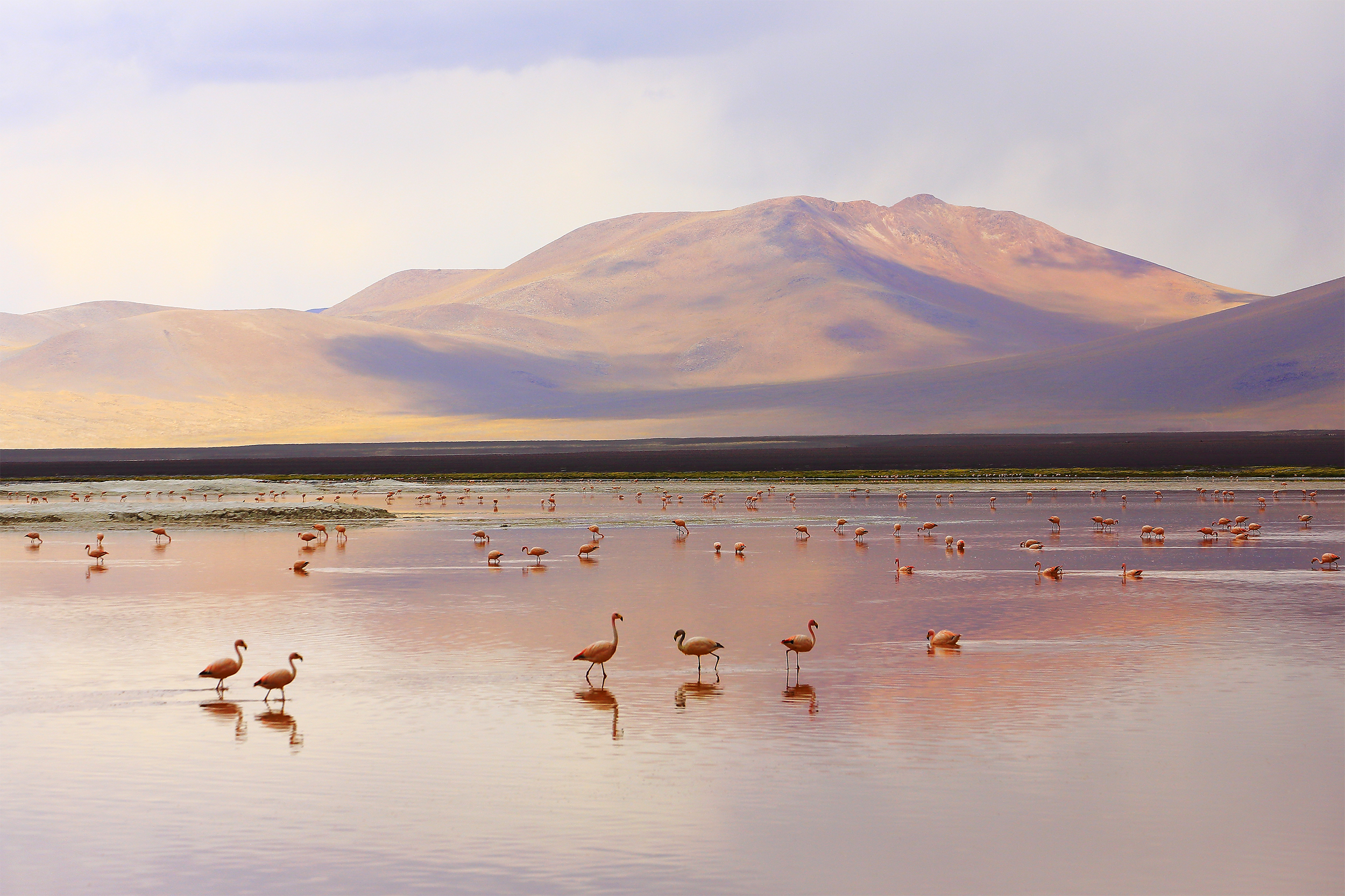 flamingos on Laguna Colorada