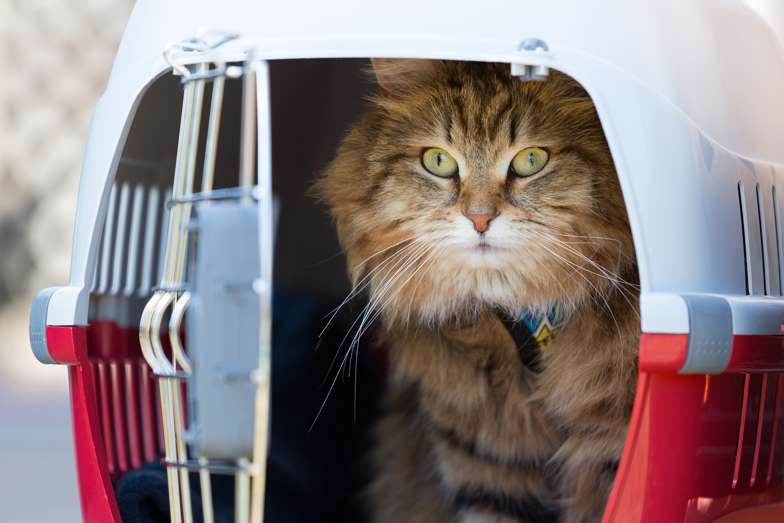 cat in a cage