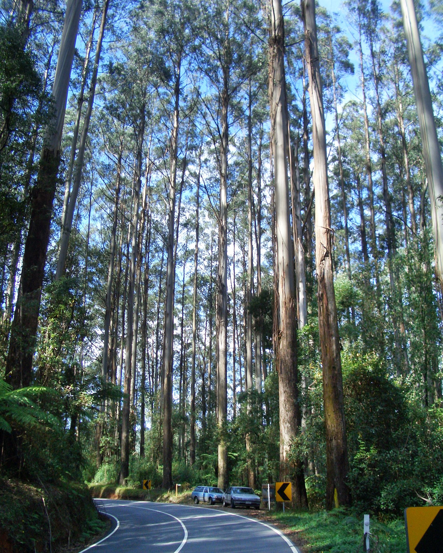Black Spur, Healesville to Melbourne, Australia