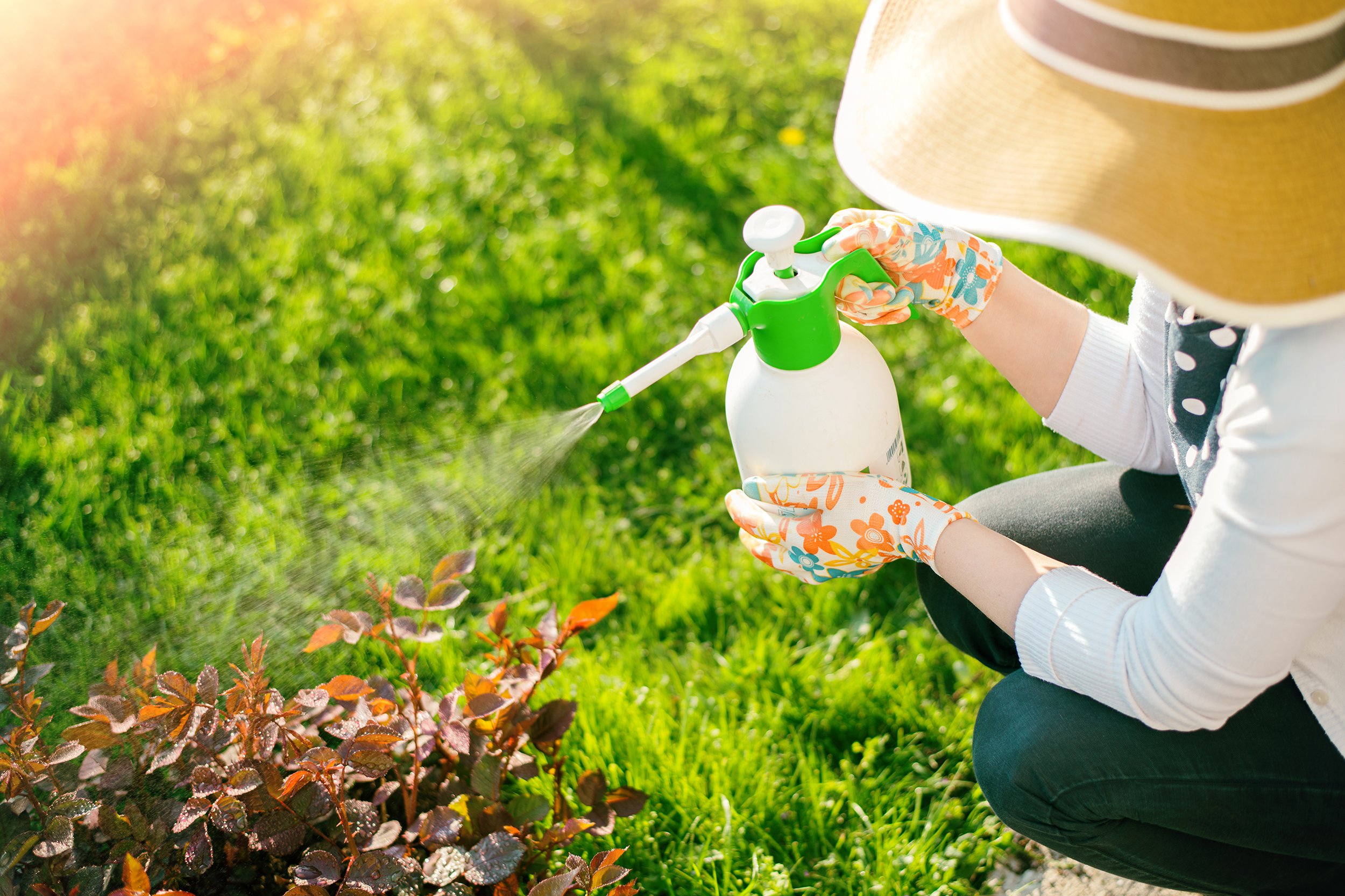 woman spraying flowers in the garden