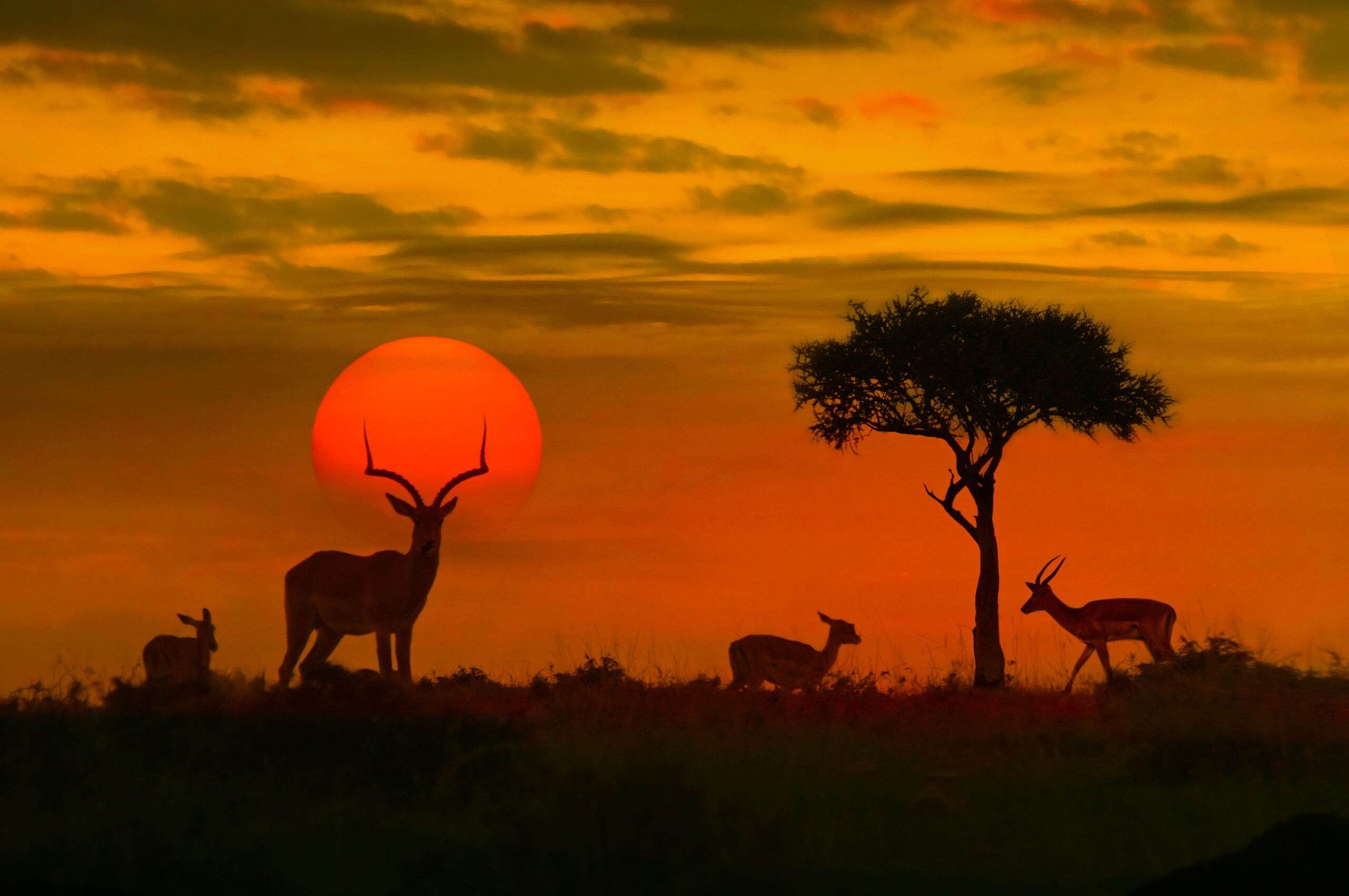 African safari at sunset in Kruger National Park, South Africa, silhouettes of impalas against a large sun setting and orange sky